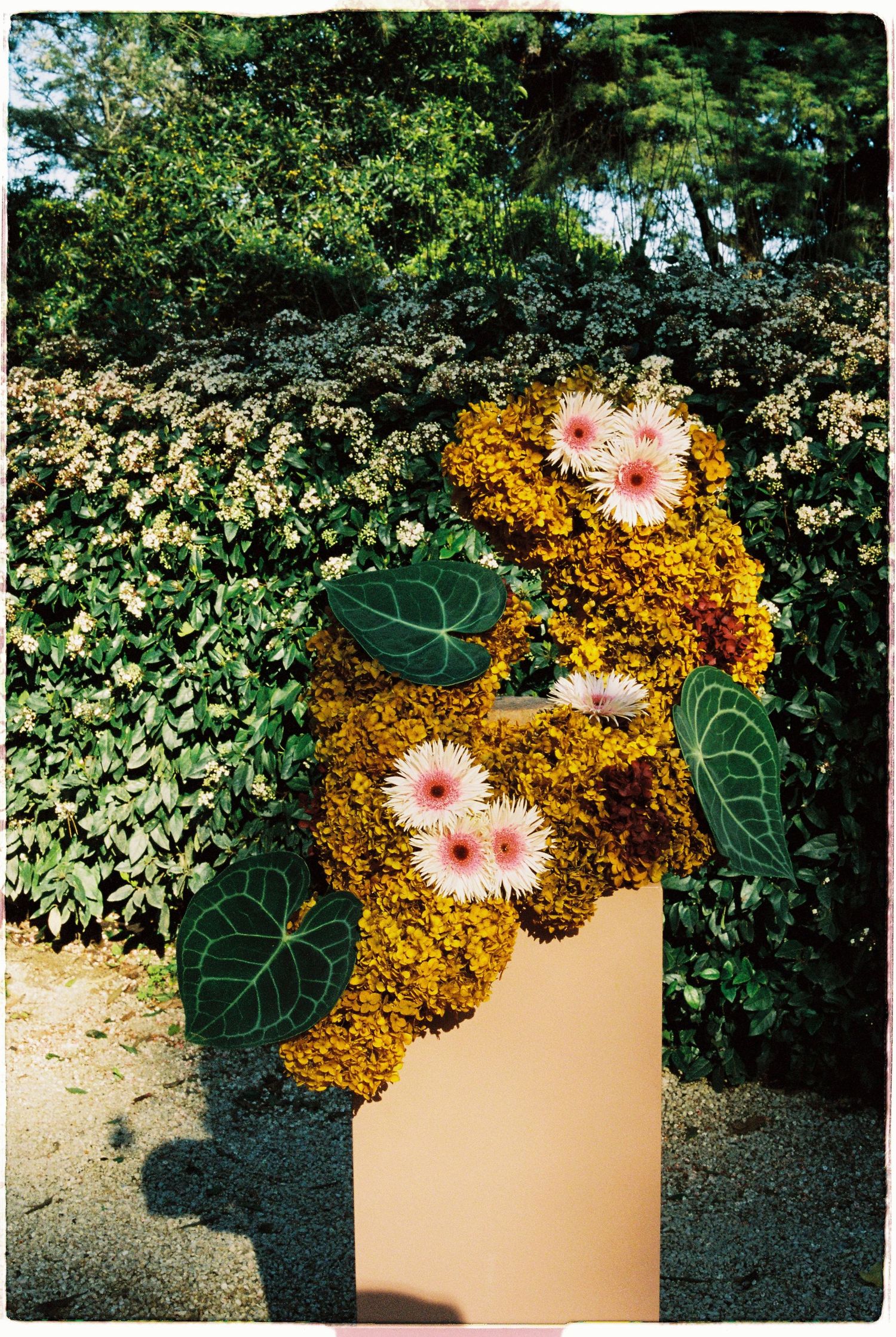 Floral arrangement with pink gerberas and golden flowers on a pedestal, surrounded by lush green hedges outdoors.