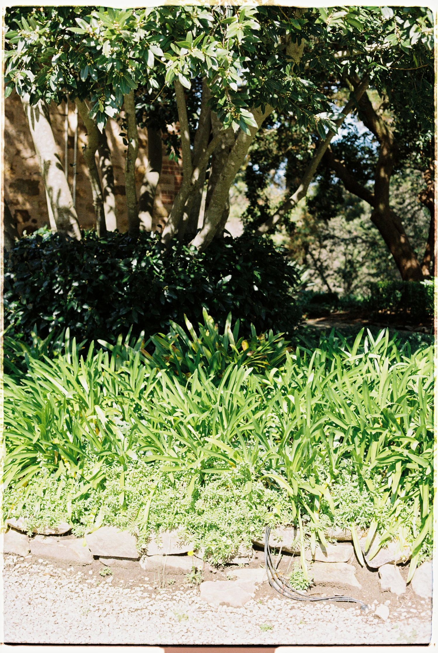 Bright green garden bed with tall plants and trees against a brick wall in sunlight.