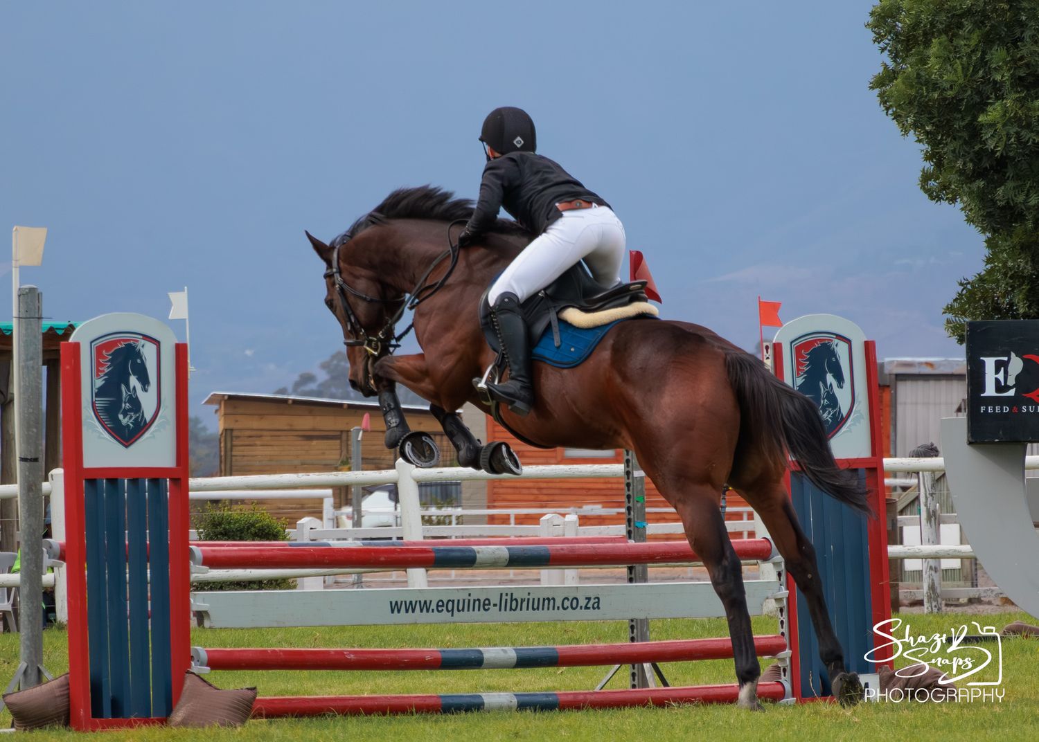 Horse 
Equine Photography