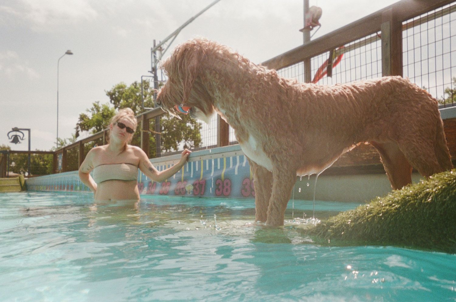 Woman in bikini top plays with a large fluffy wet dog in an outdoor swimming pool on a sunny day.