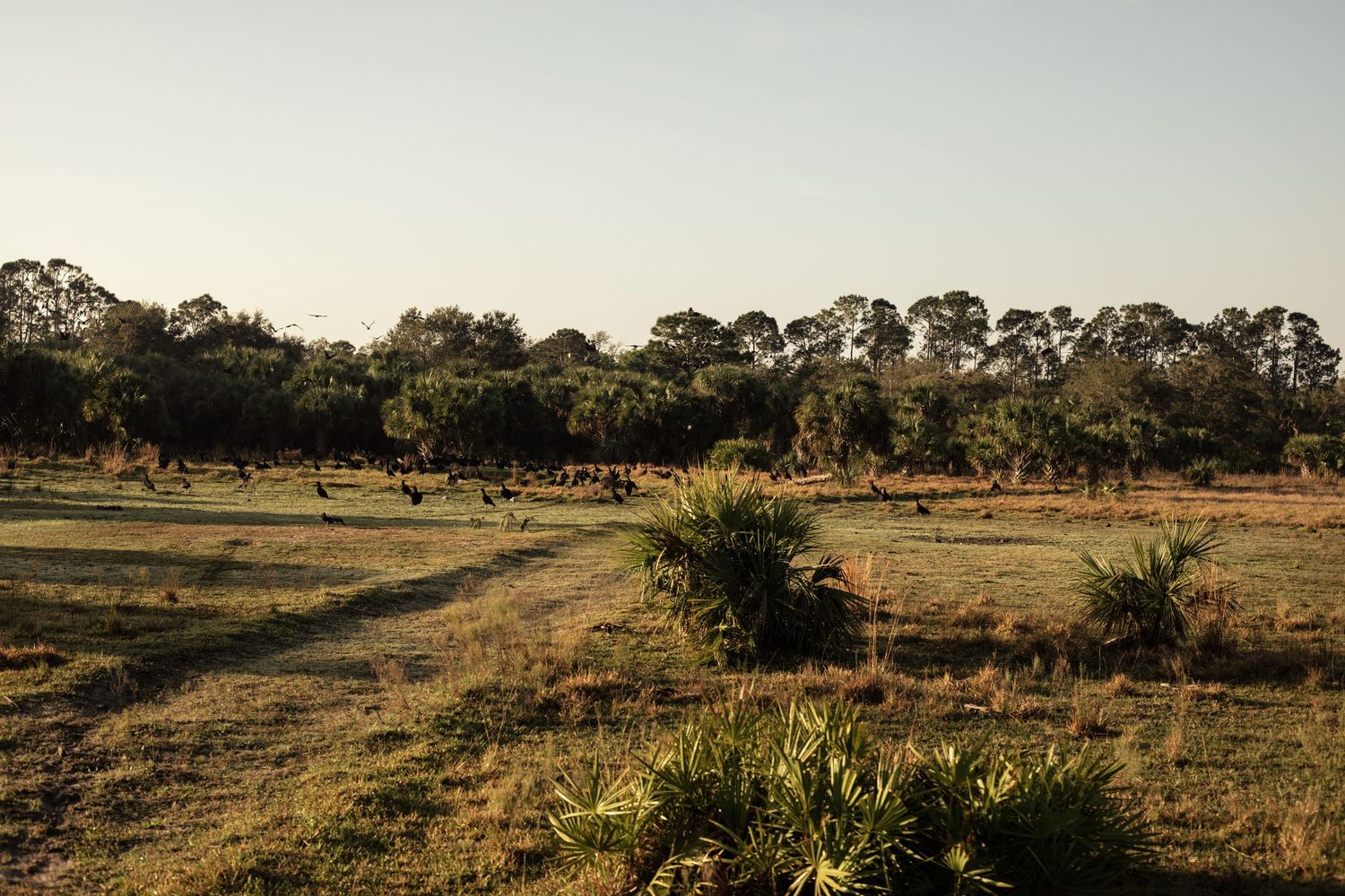 Scenic Florida landscape with grazing cattle in a green meadow surrounded by tall trees at golden hour.