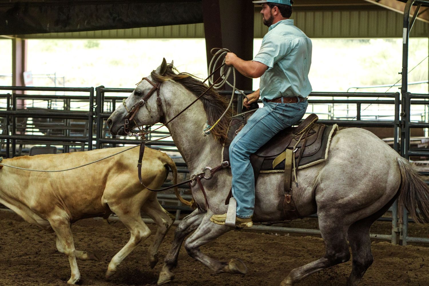 Cowboy on gray horse roping a calf in a rodeo arena, wearing jeans and a cap.