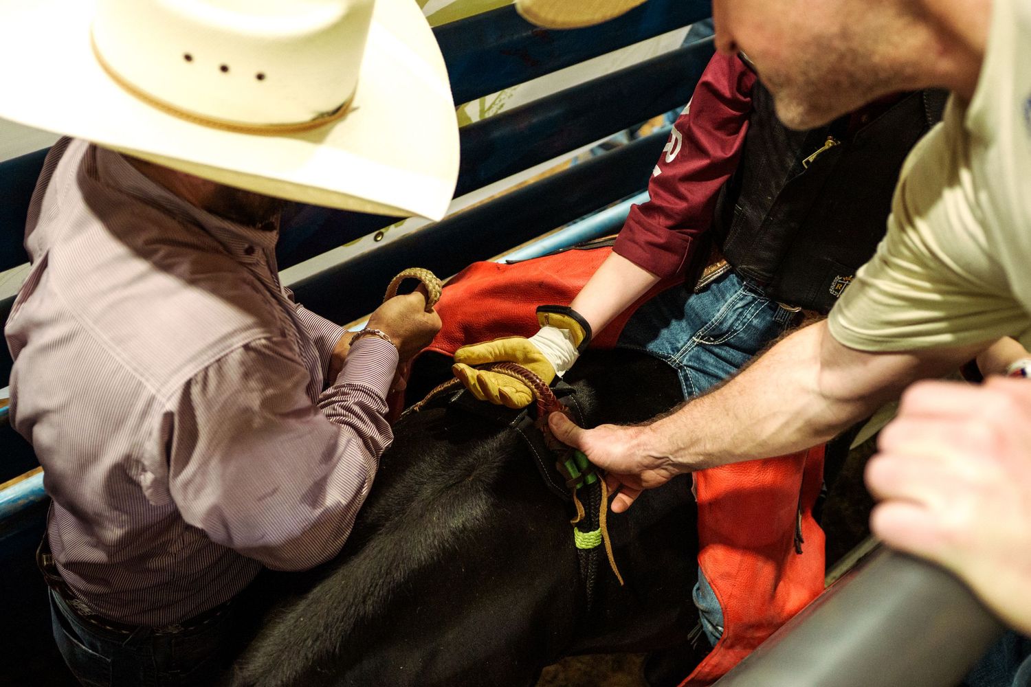 Cowboys prepare a bull for a rodeo event, adjusting gear behind the chutes at an indoor arena.