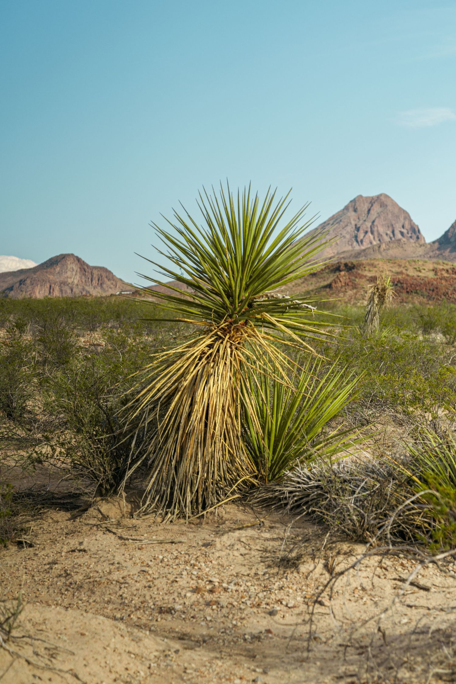 A yucca plant stands in sandy desert terrain with rugged mountains and blue sky in Big Bend, Texas.