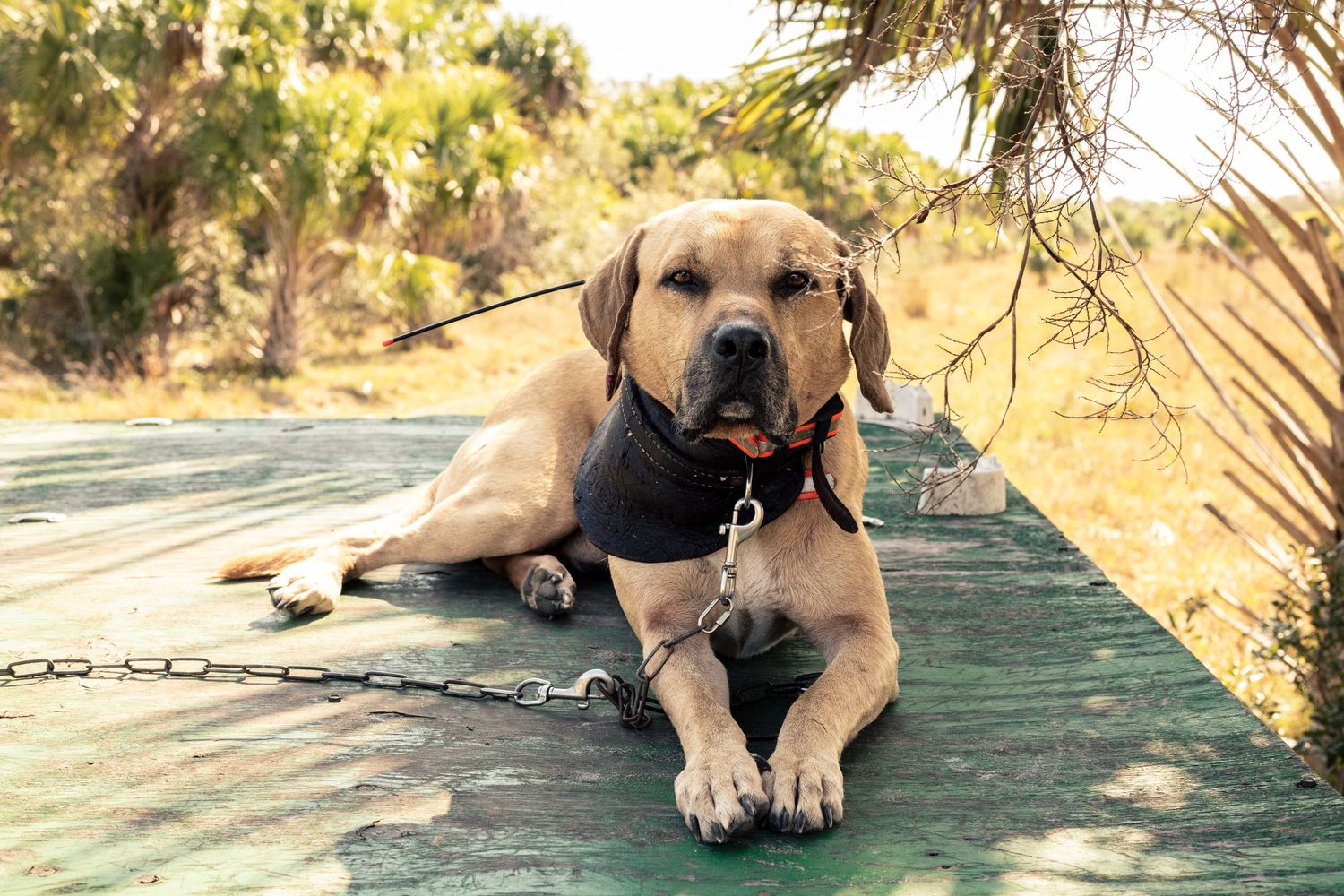 A tan Labrador dog wearing a black vest and chain leash rests on a green surface outdoors among trees.