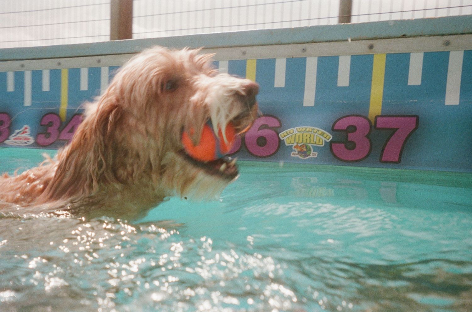 A golden retriever dog swimming in a pool, holding an orange ball in its mouth, with colorful number signs in the background.