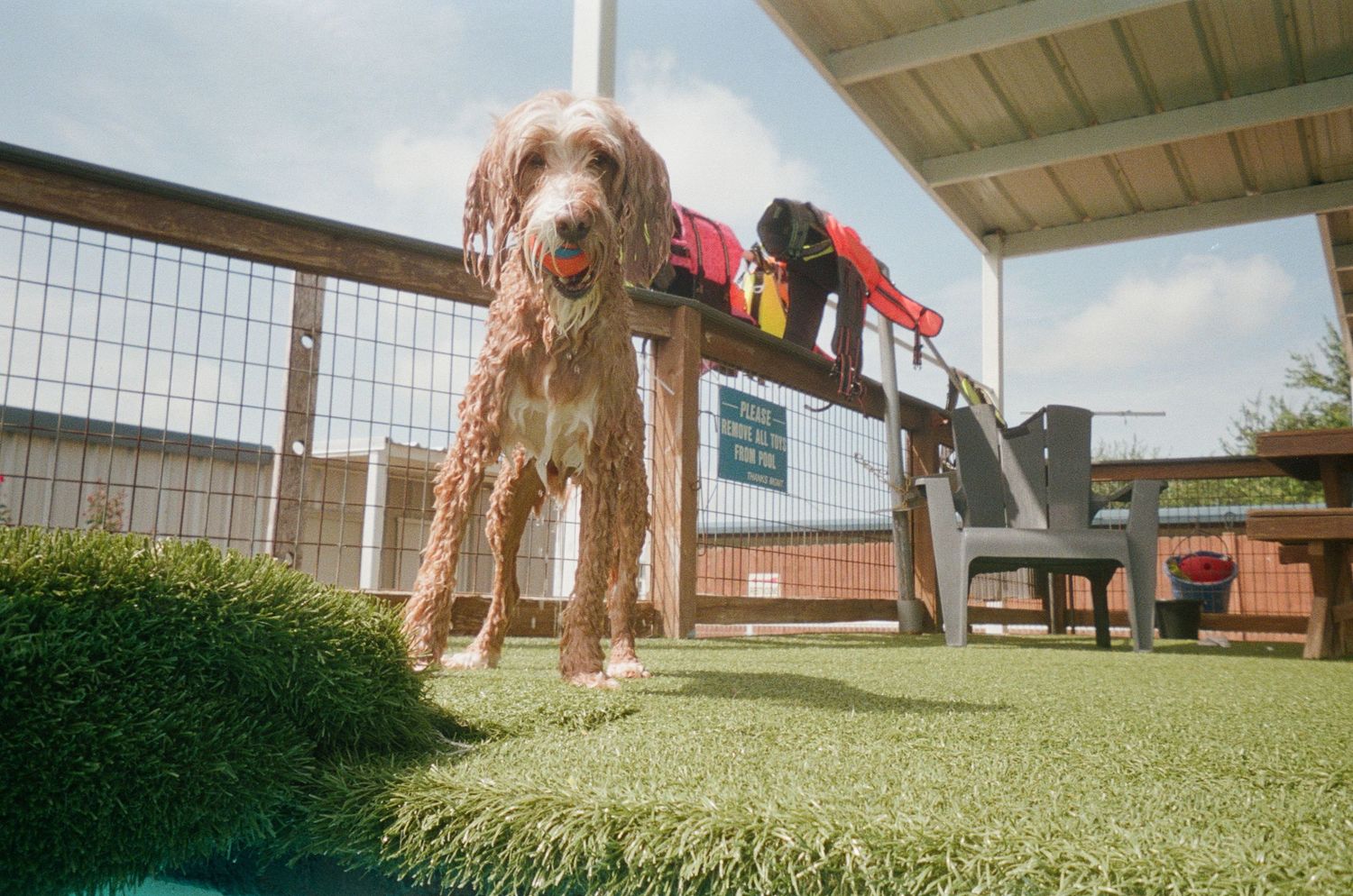 Wet fluffy Labradoodle dog standing on artificial grass at an outdoor dog daycare facility on a sunny day.
