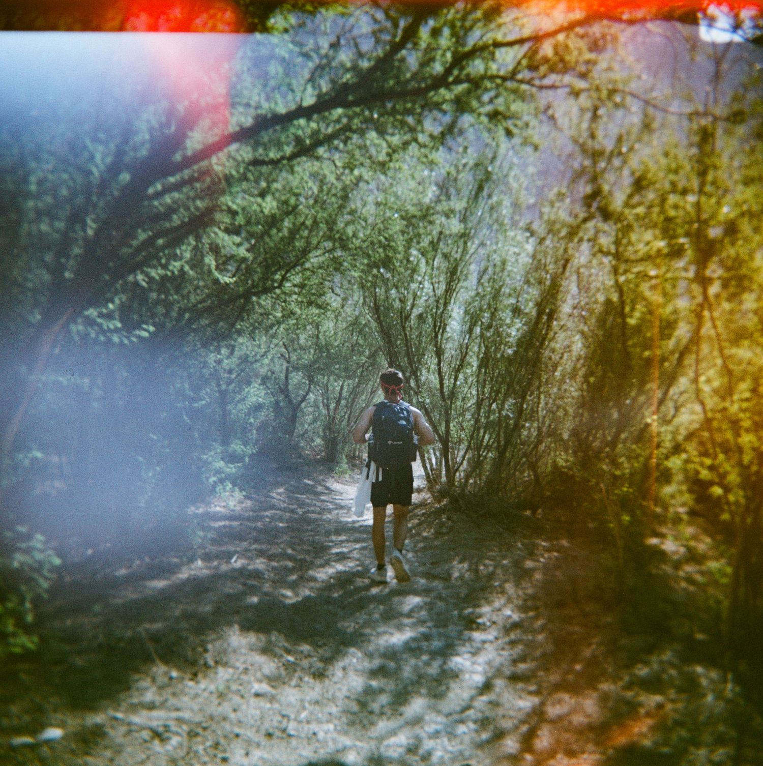 A lone hiker walks along a sunlit forest trail surrounded by lush green trees with a dreamy film photography effect.