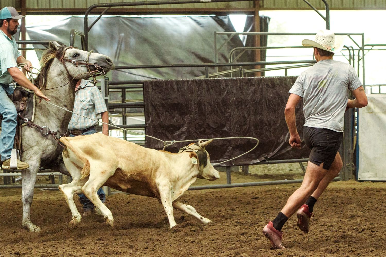 Cowboys practicing calf roping with lasso in an indoor rodeo arena with a gray horse.
