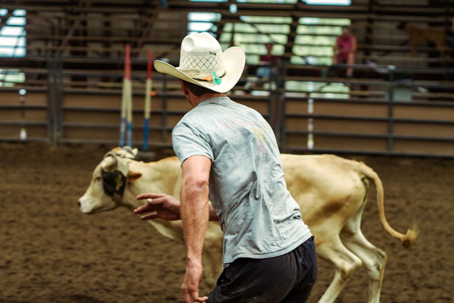 A cowboy in a white hat chases a tan and white calf in a rodeo arena dirt floor event.