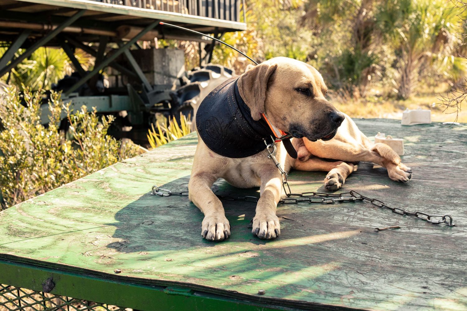 A large tan dog wearing a black vest rests on a weathered green platform secured by a chain outdoors.