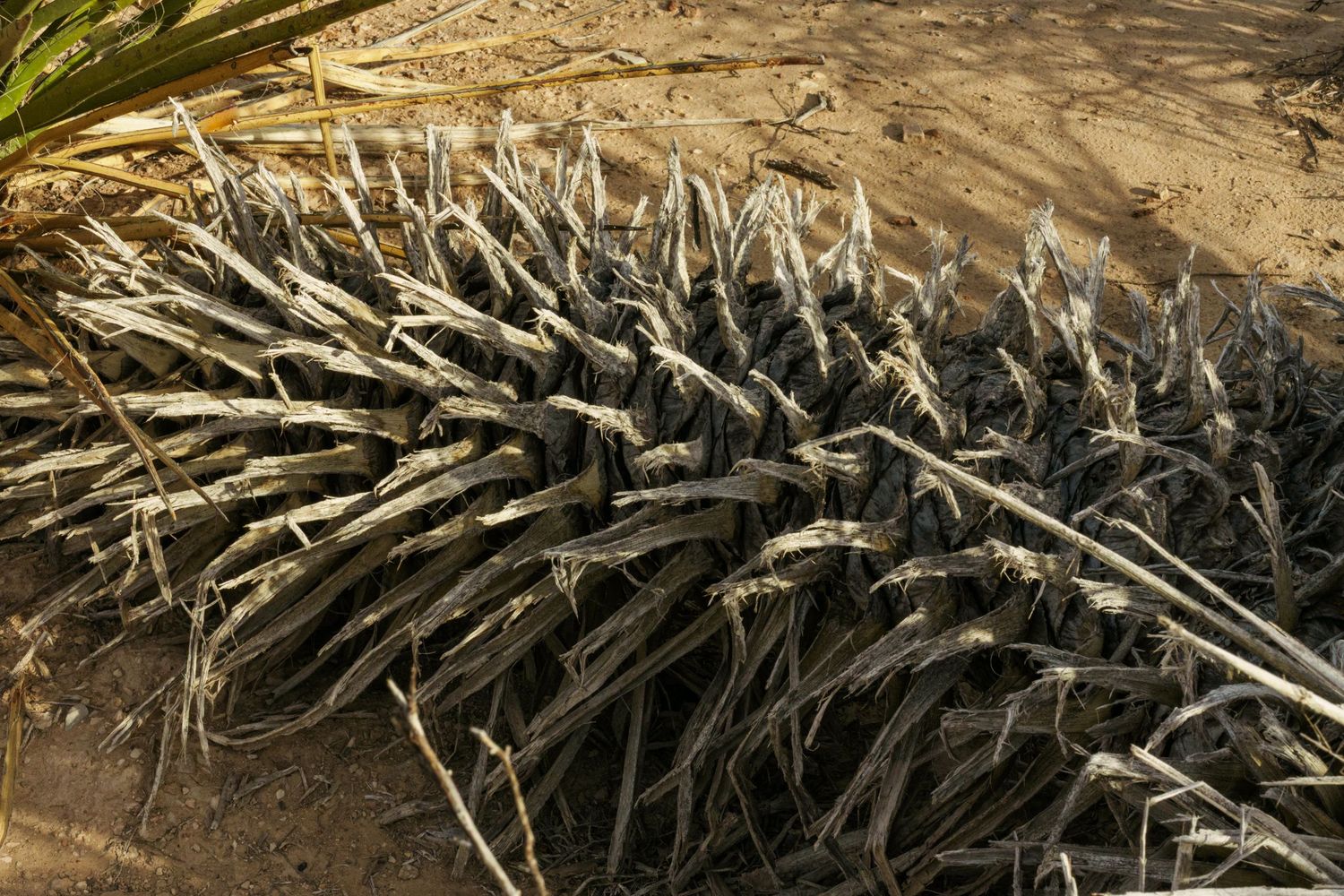 Dried dead palm tree lying on sandy ground with spiky fronds fanned out in arid desert landscape.