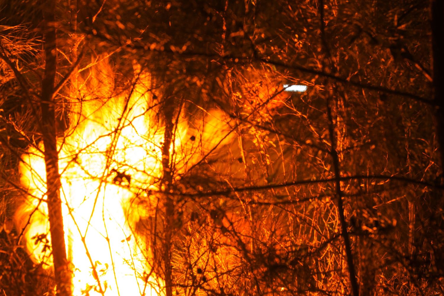 Intense forest fire burning through trees at night with bright orange and yellow flames illuminating the dark woodland.