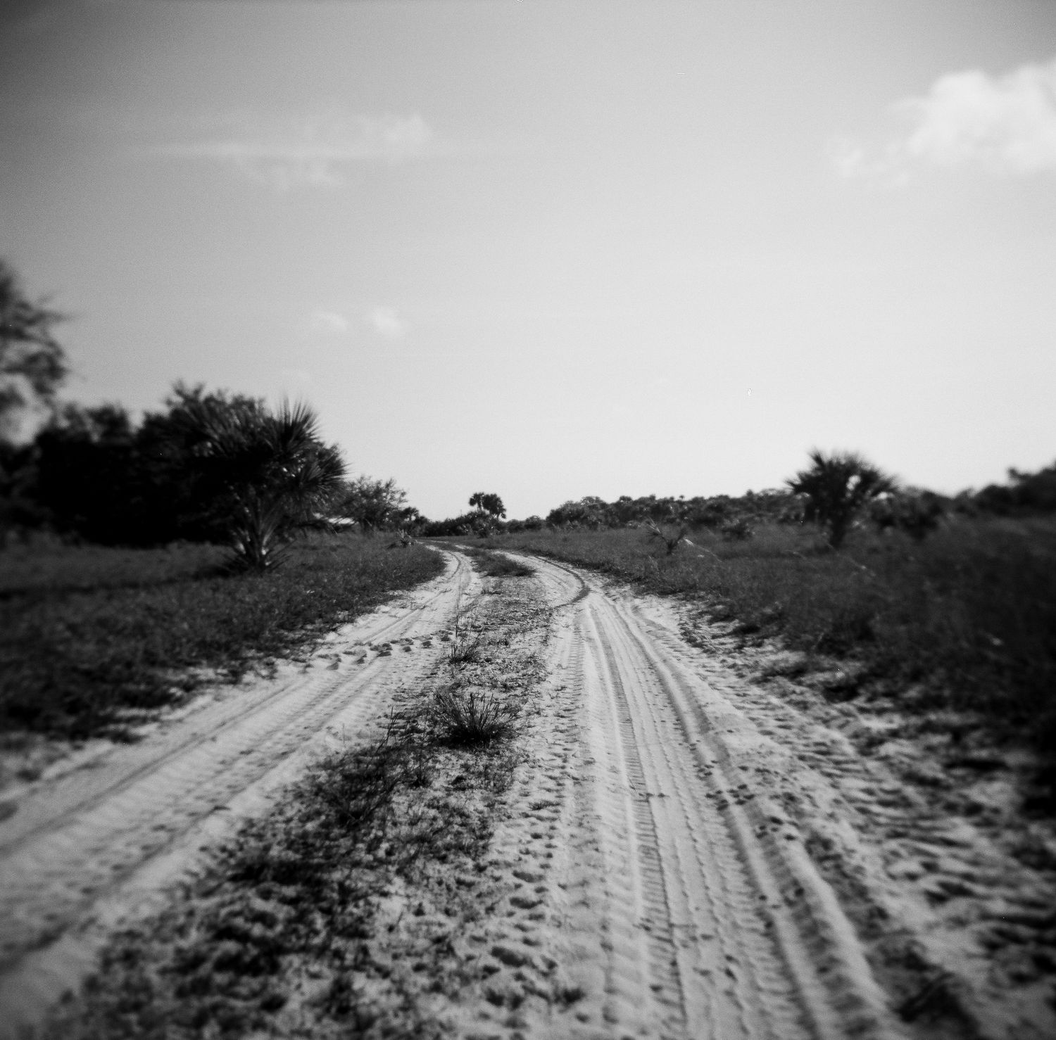 Black and white photo of a winding dirt road through African savanna landscape with sparse trees.
