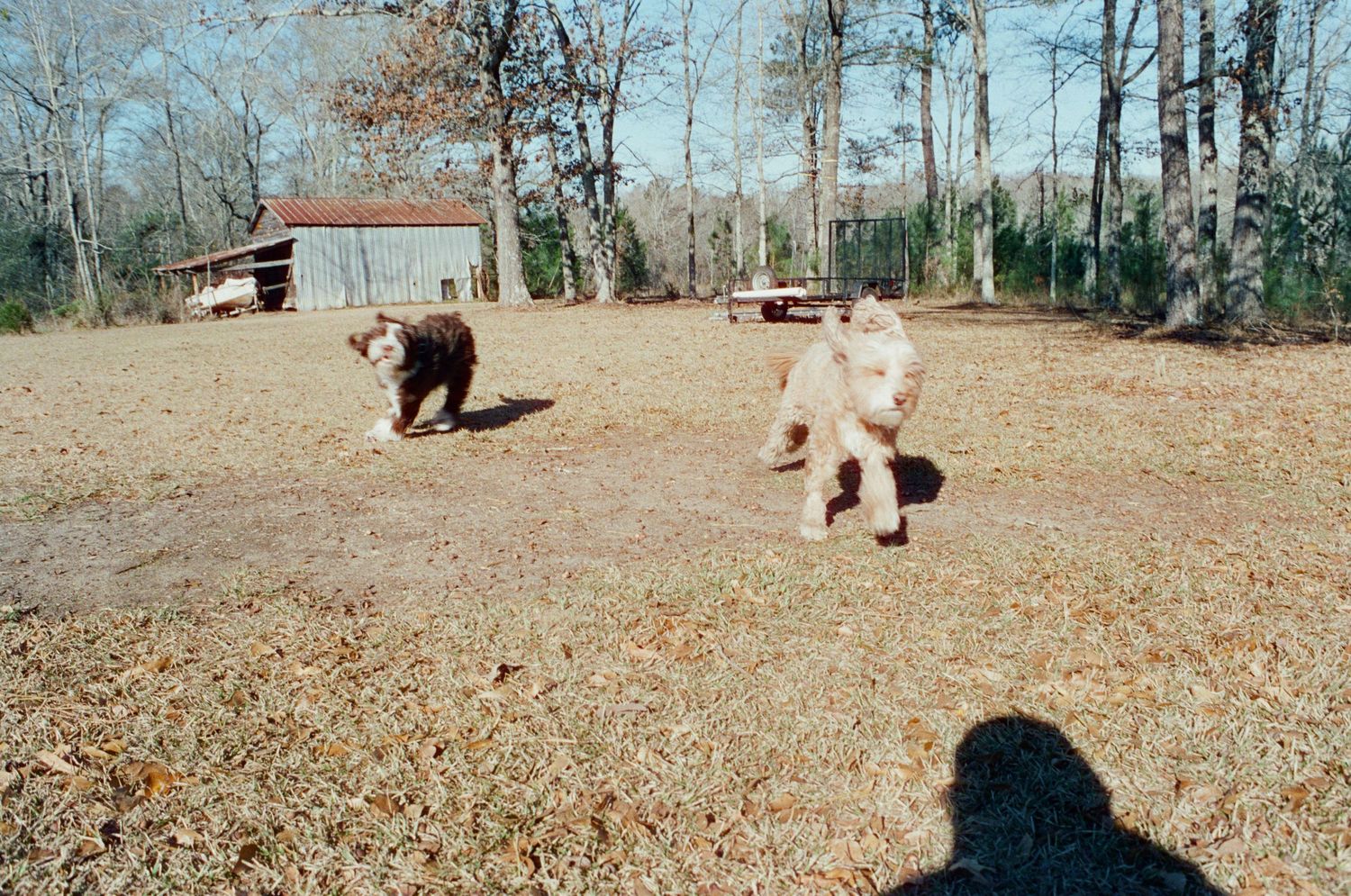 Two dogs running freely in a rural yard with bare trees and shed.