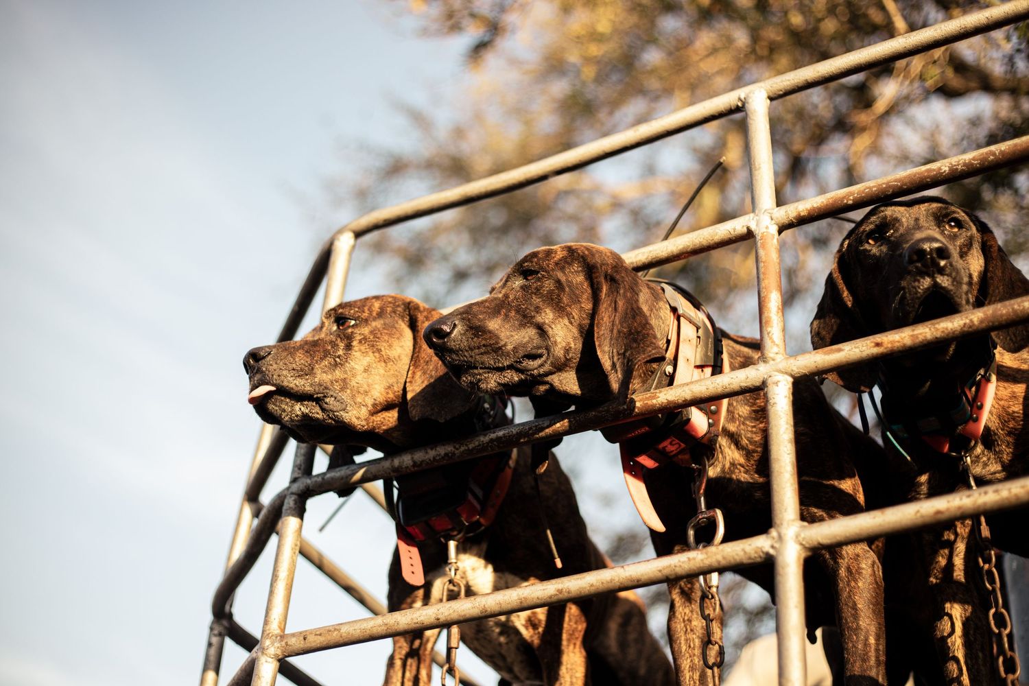 Three brindle and black Labrador hunting dogs peering over a metal gate outdoors.