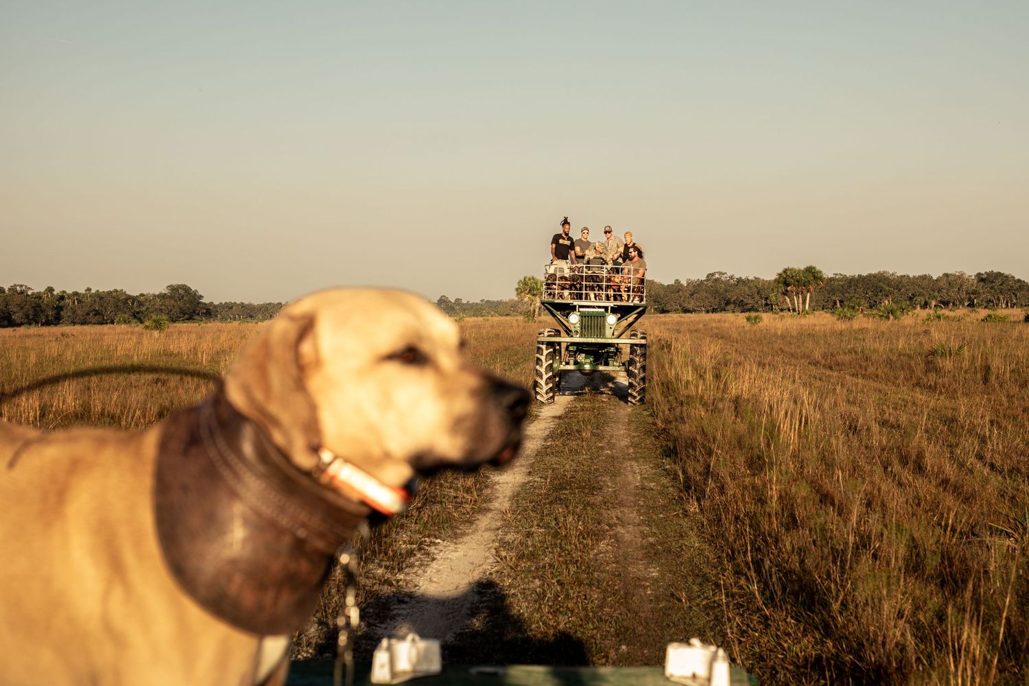 A yellow Labrador on a safari vehicle watches another game drive truck crossing open grasslands at golden hour.