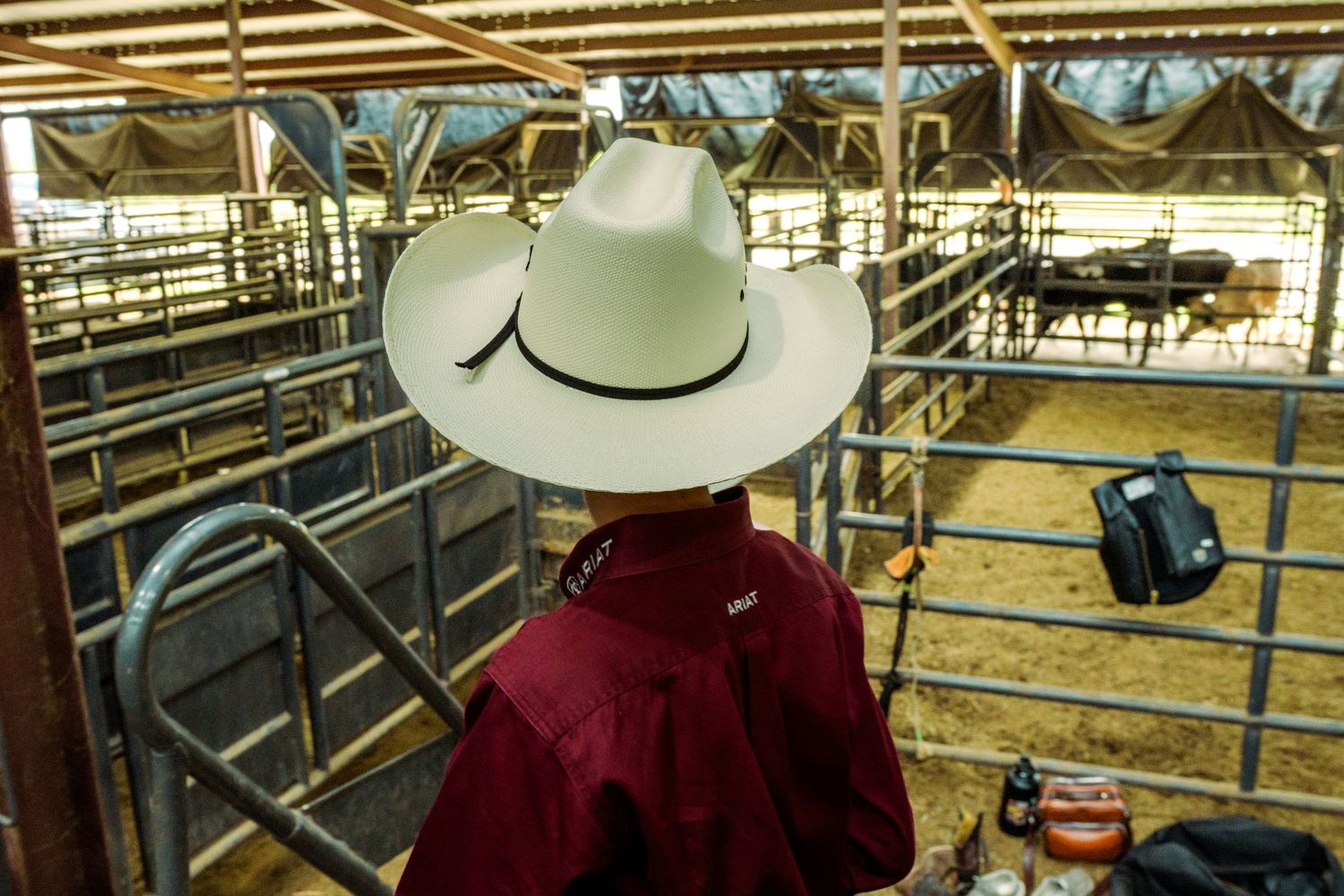 A cowboy in a white hat and red shirt overlooks cattle in metal pens at a livestock auction.