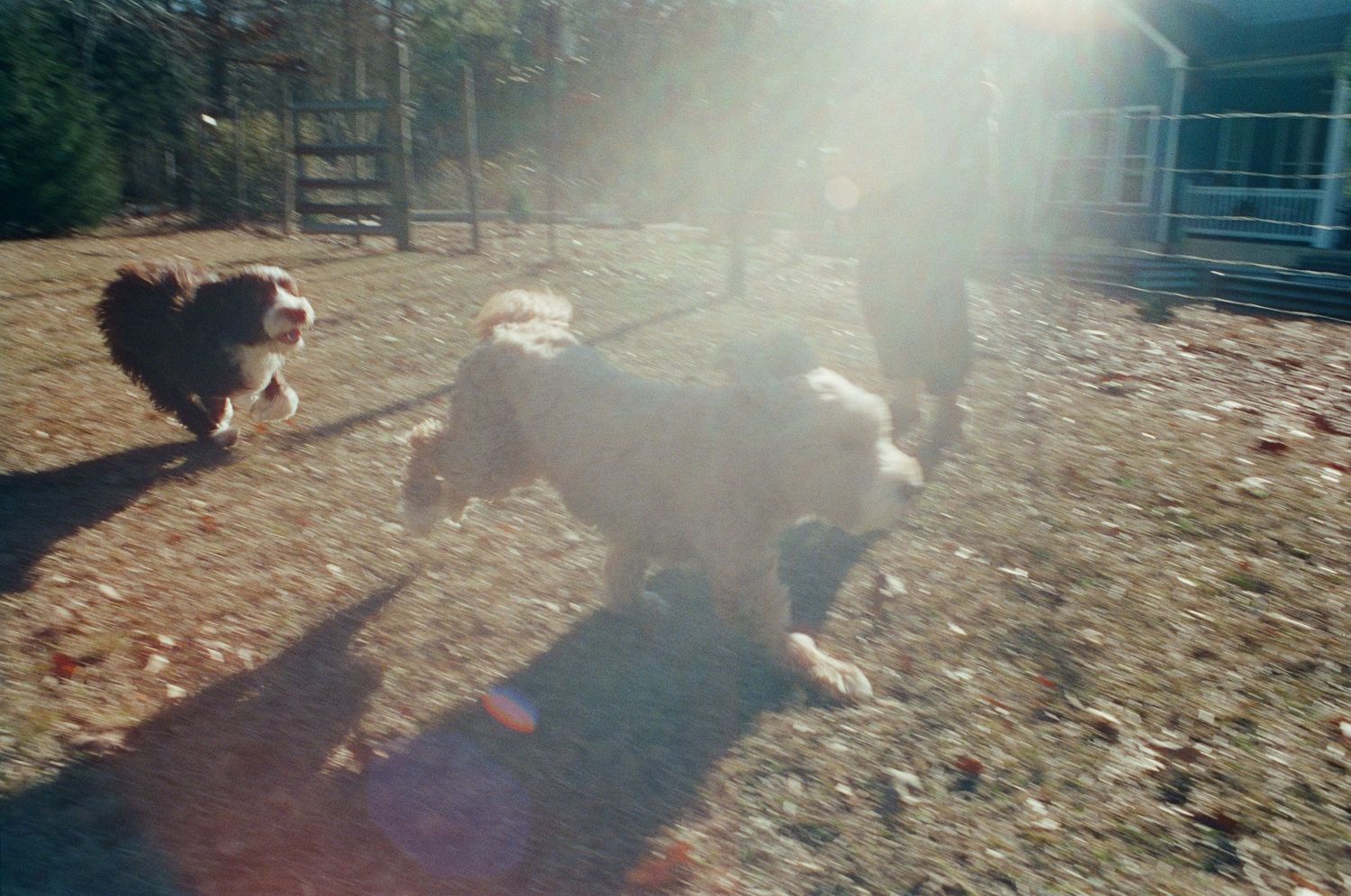 Two dogs running in sunny yard with lens flare and house in background.