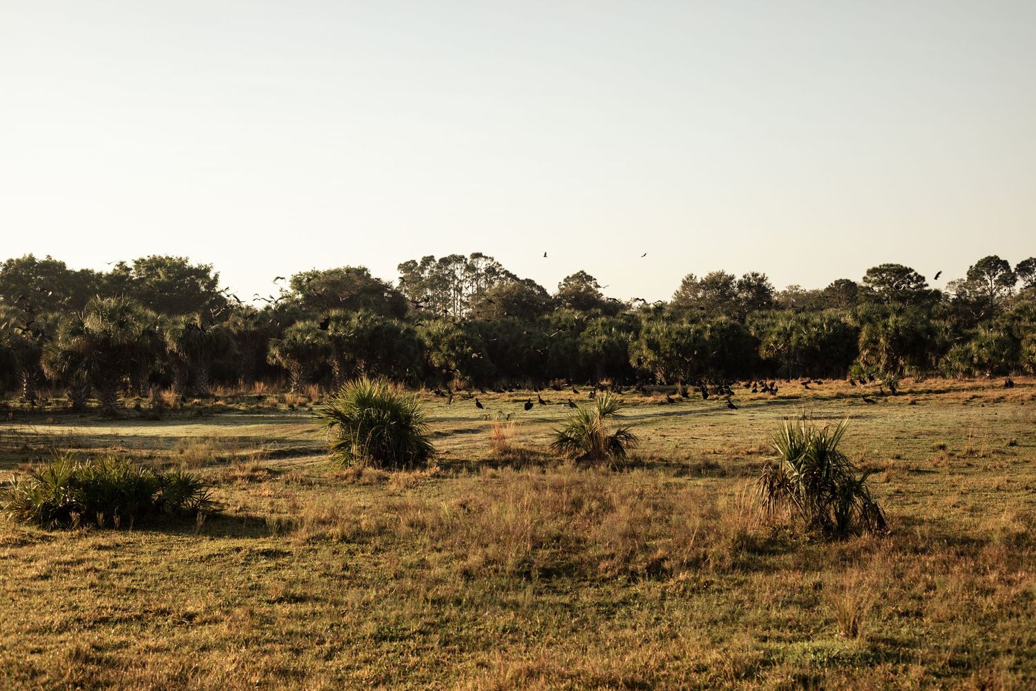 Golden savanna landscape with scattered trees and dry grassland under a clear sky at sunset.