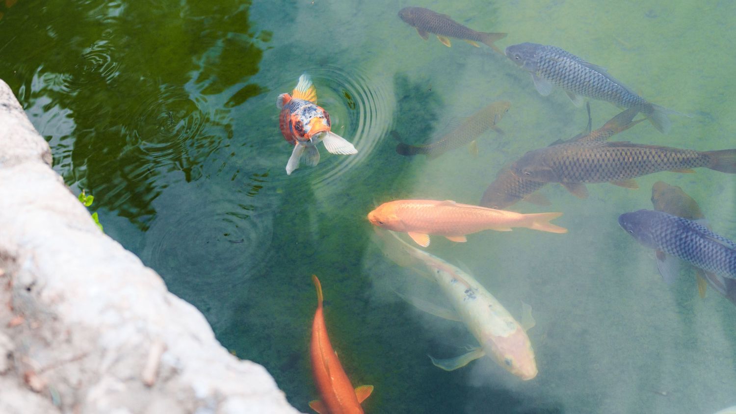 Colorful koi fish swimming in a clear green pond with orange, white, and red patterns visible from above.
