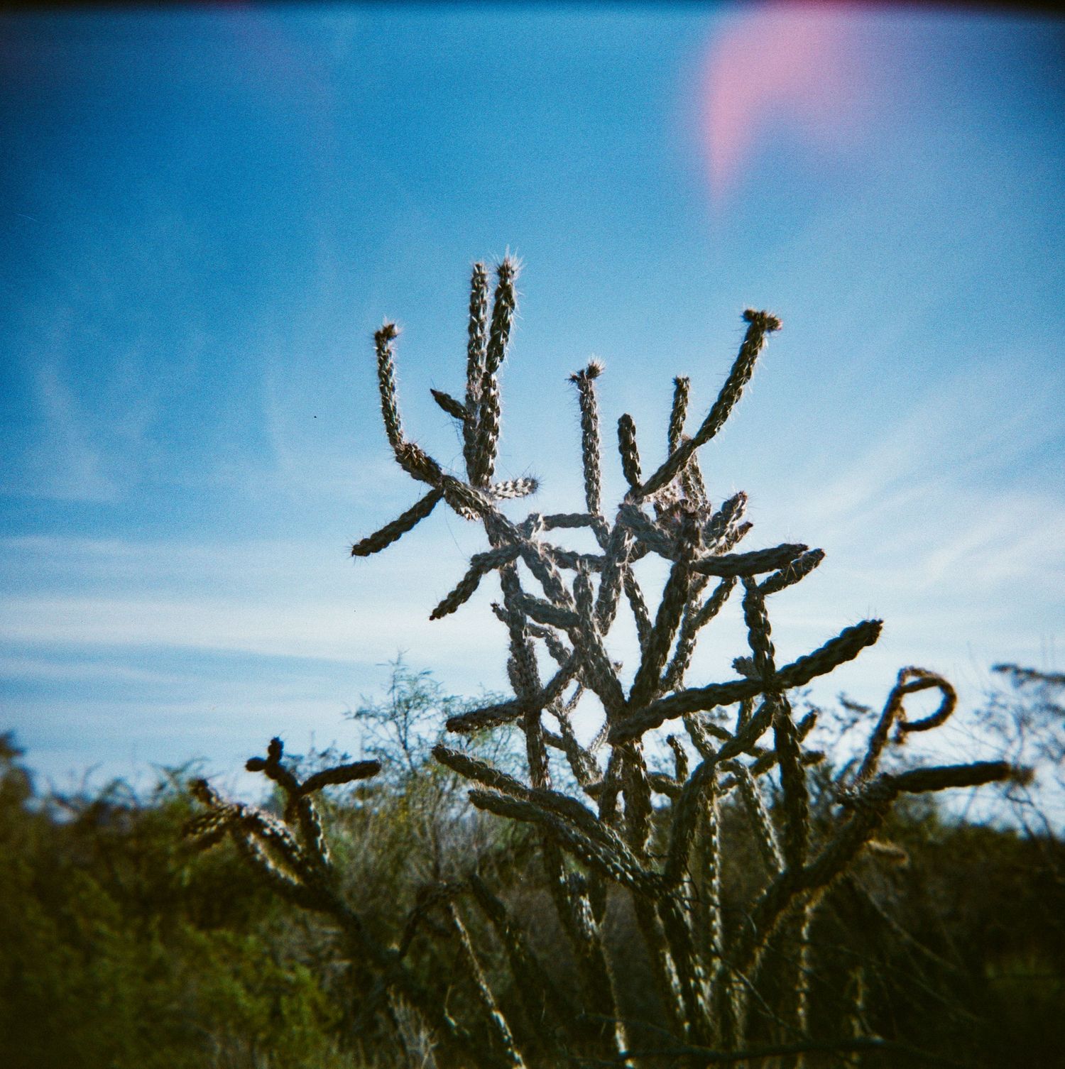 A spiky cholla cactus silhouetted against a vivid blue desert sky with wispy clouds in an arid landscape.