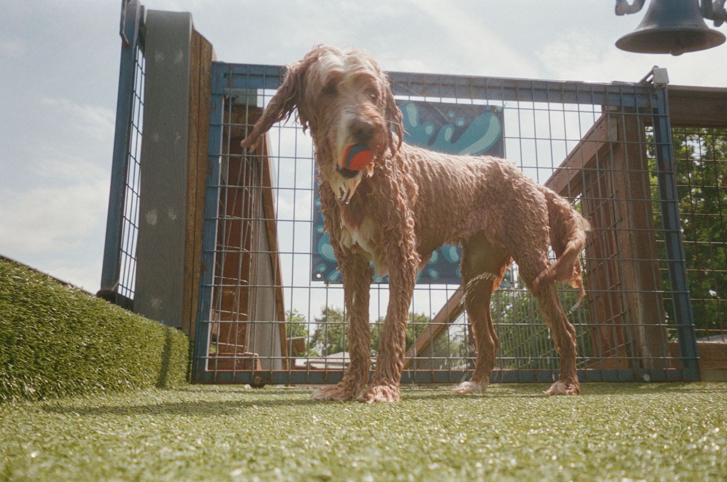 Wet brown Labradoodle dog standing on green grass in an outdoor enclosure on a sunny day.