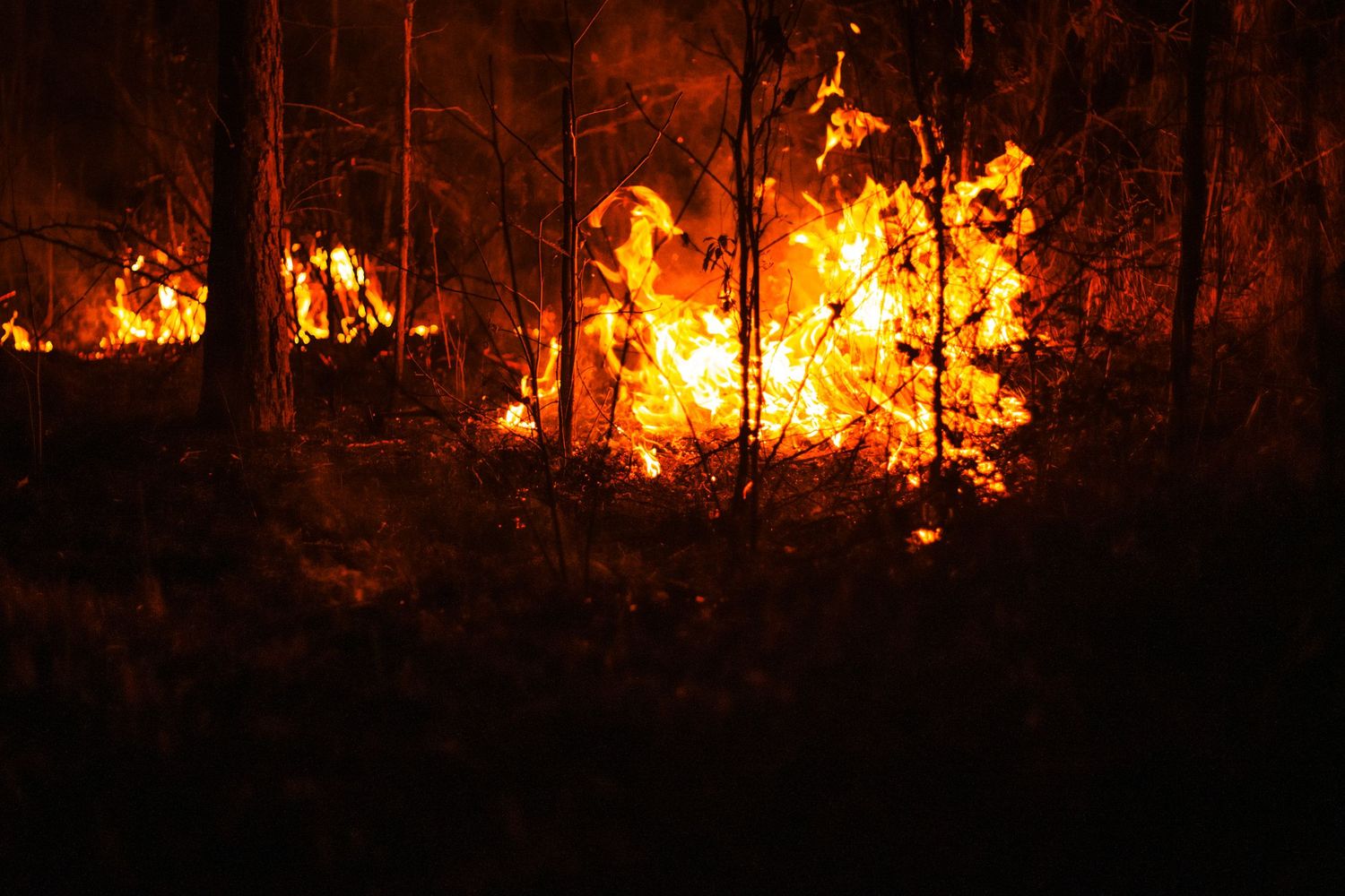Intense wildfire burning through a dark forest at night with bright orange and yellow flames illuminating the trees.