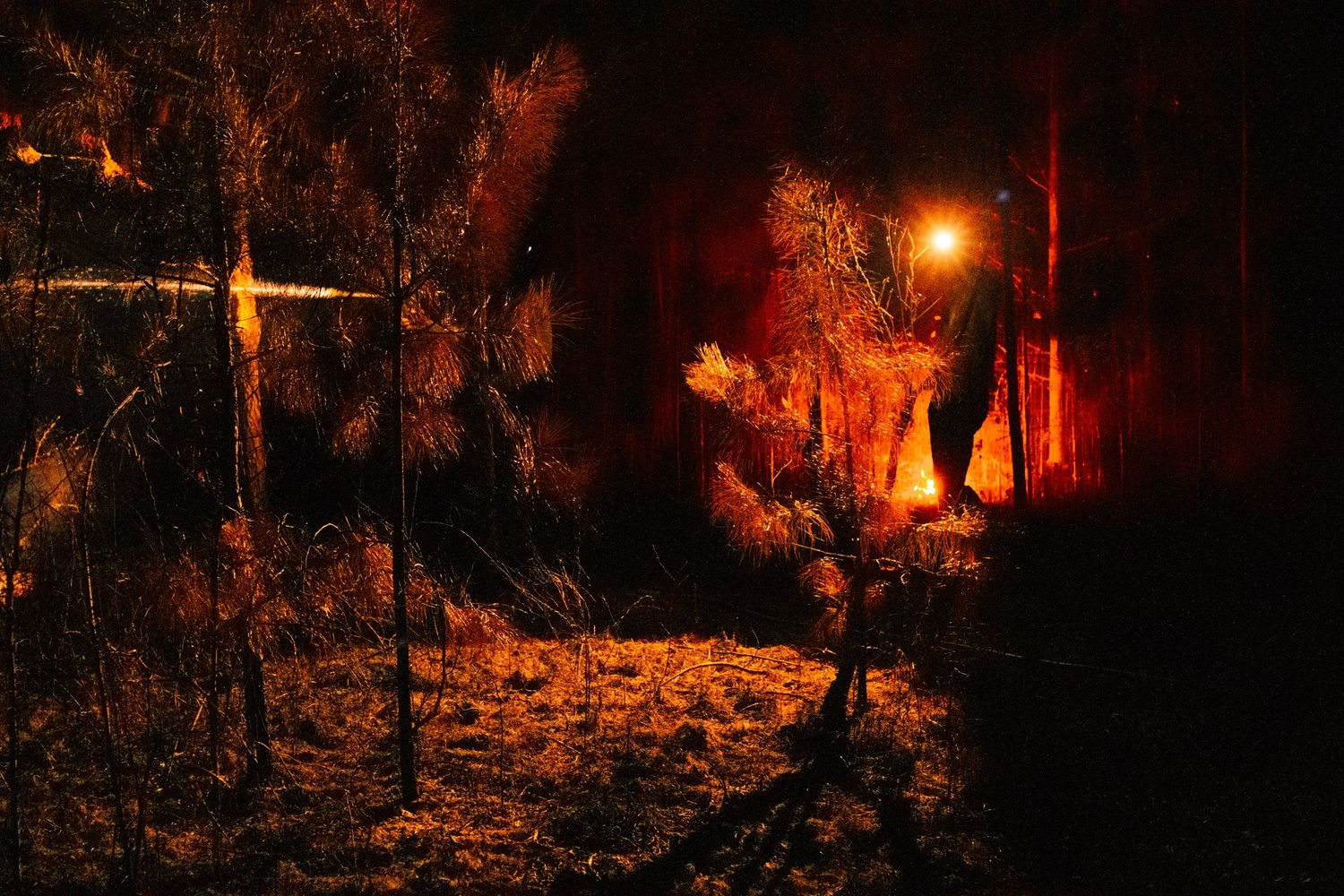 Intense wildfire burning through a dark forest at night with bright orange flames illuminating trees.