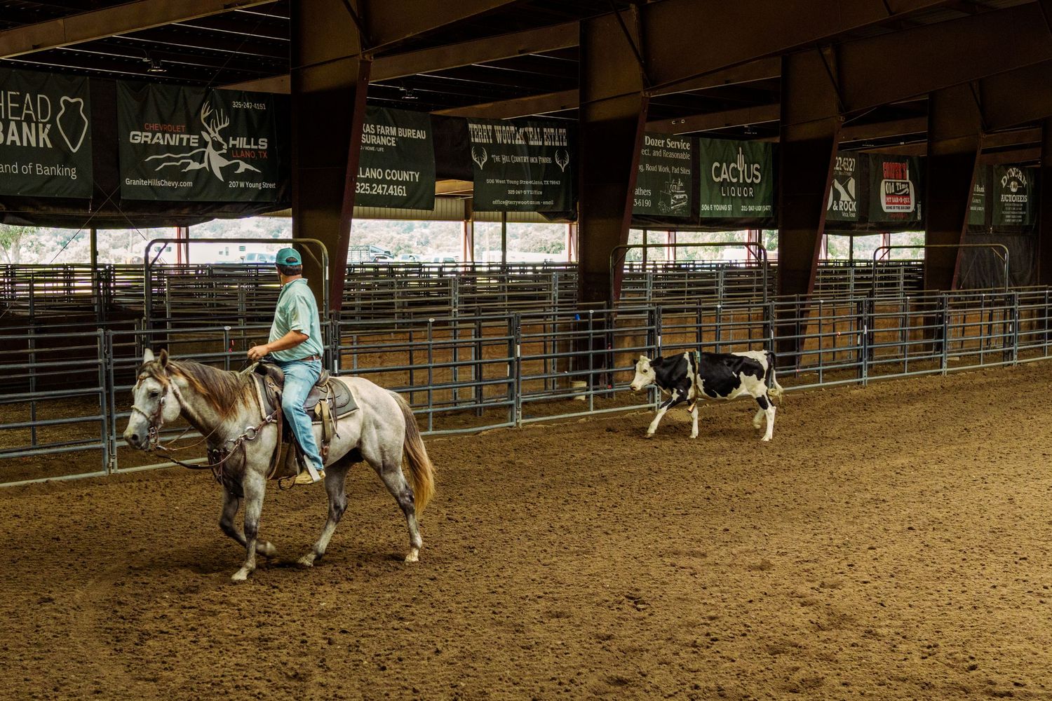 Rider on white horse herding black and white calf in indoor rodeo arena with sponsor banners.