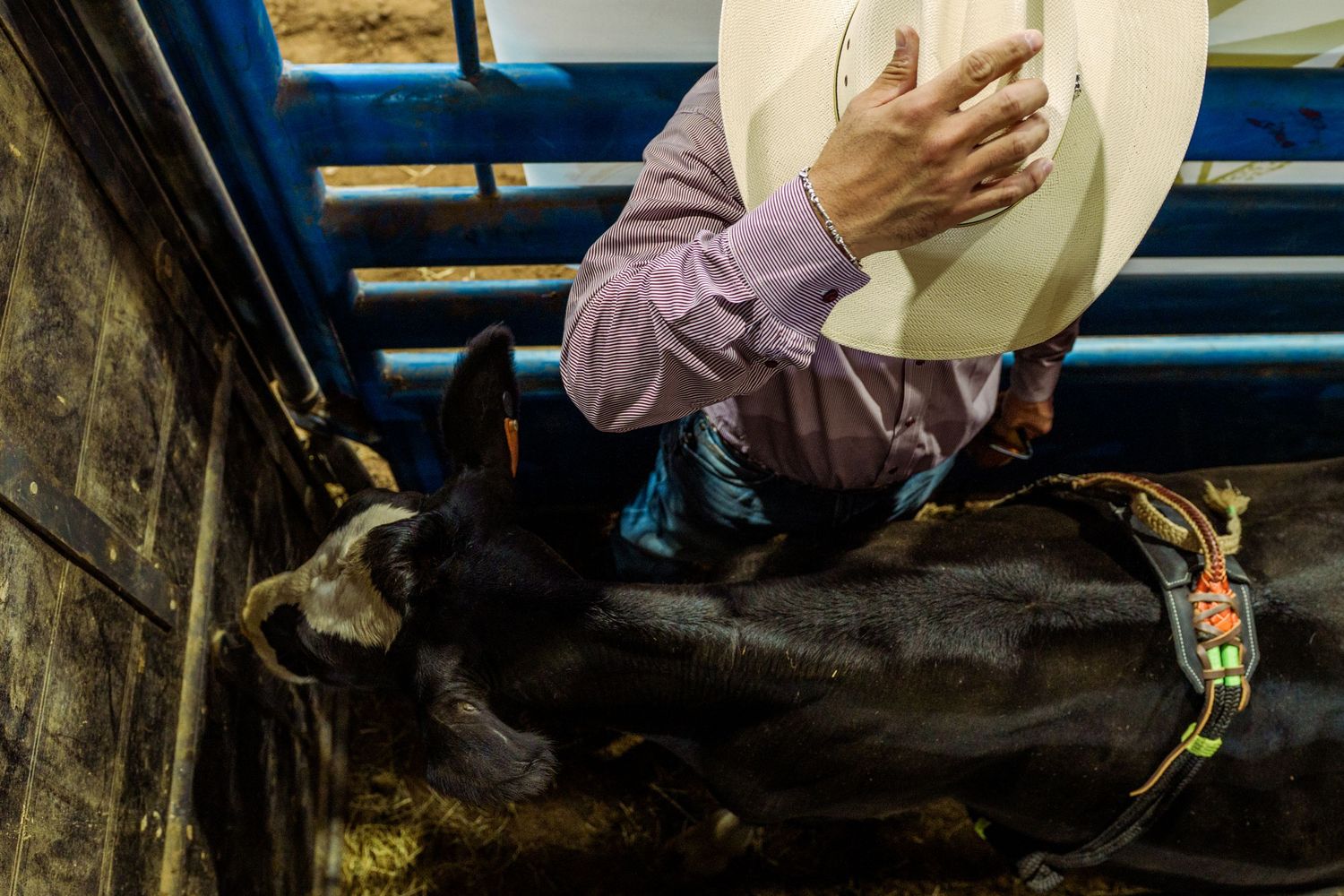 A cowboy in a plaid shirt holds a white hat while sitting atop a black bull in a rodeo chute.