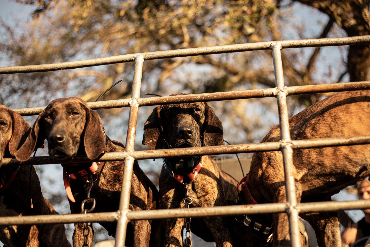 Three hound dogs with red collars peering over a metal gate fence outdoors in warm golden light.