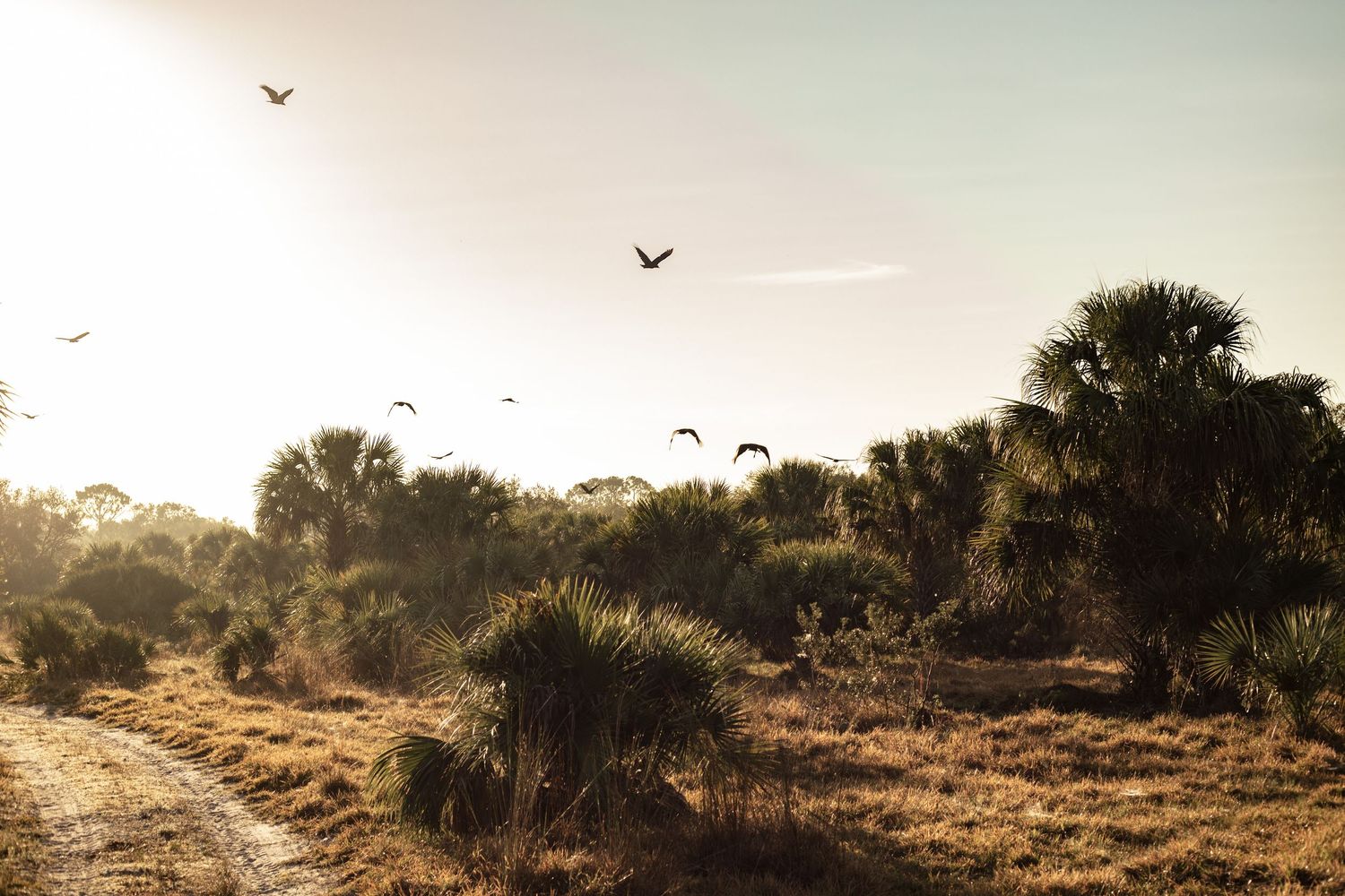 Birds flying over a sunlit Florida wilderness trail lined with palm trees and golden grasses at sunset.