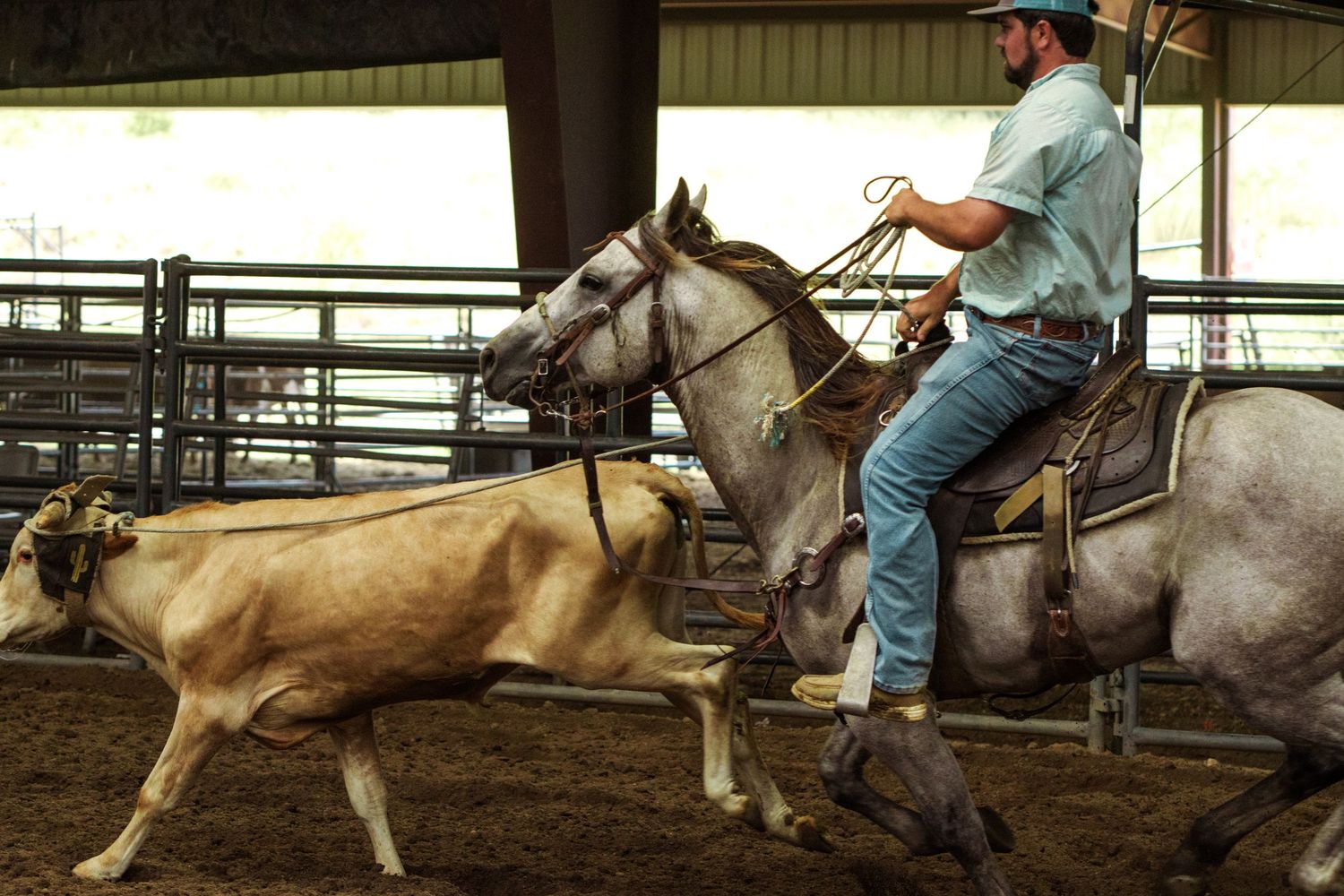 Cowboy on gray horse herding brown calf in indoor rodeo arena during cutting horse competition.