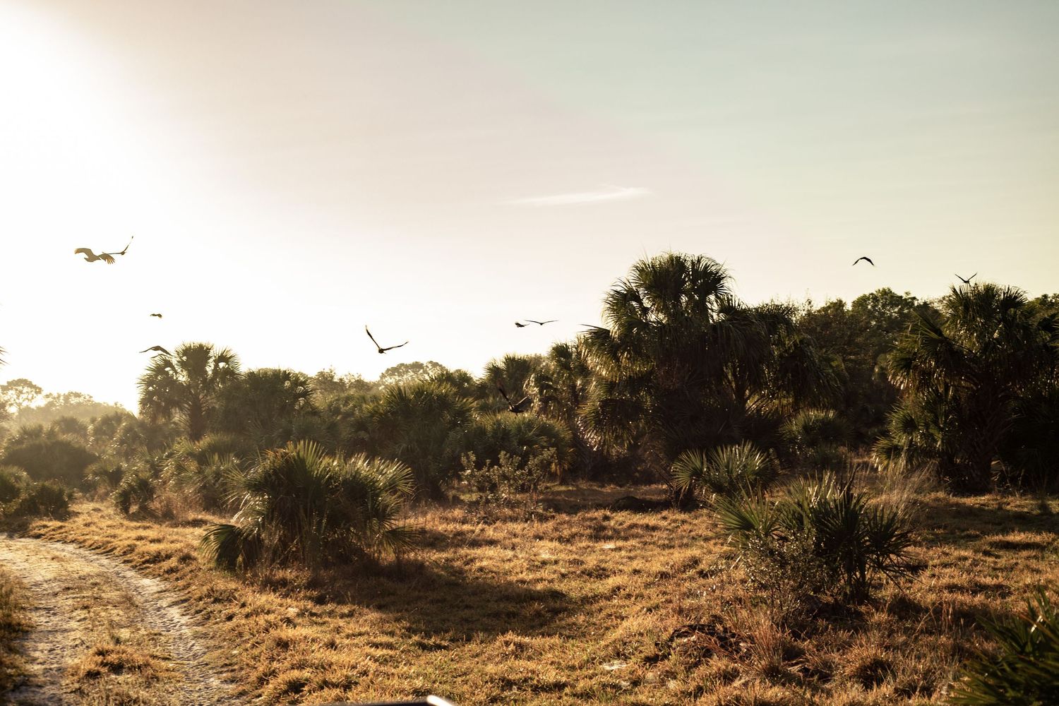 Birds flying over a sunlit coastal scrubland with palm trees and golden grasses at sunset.