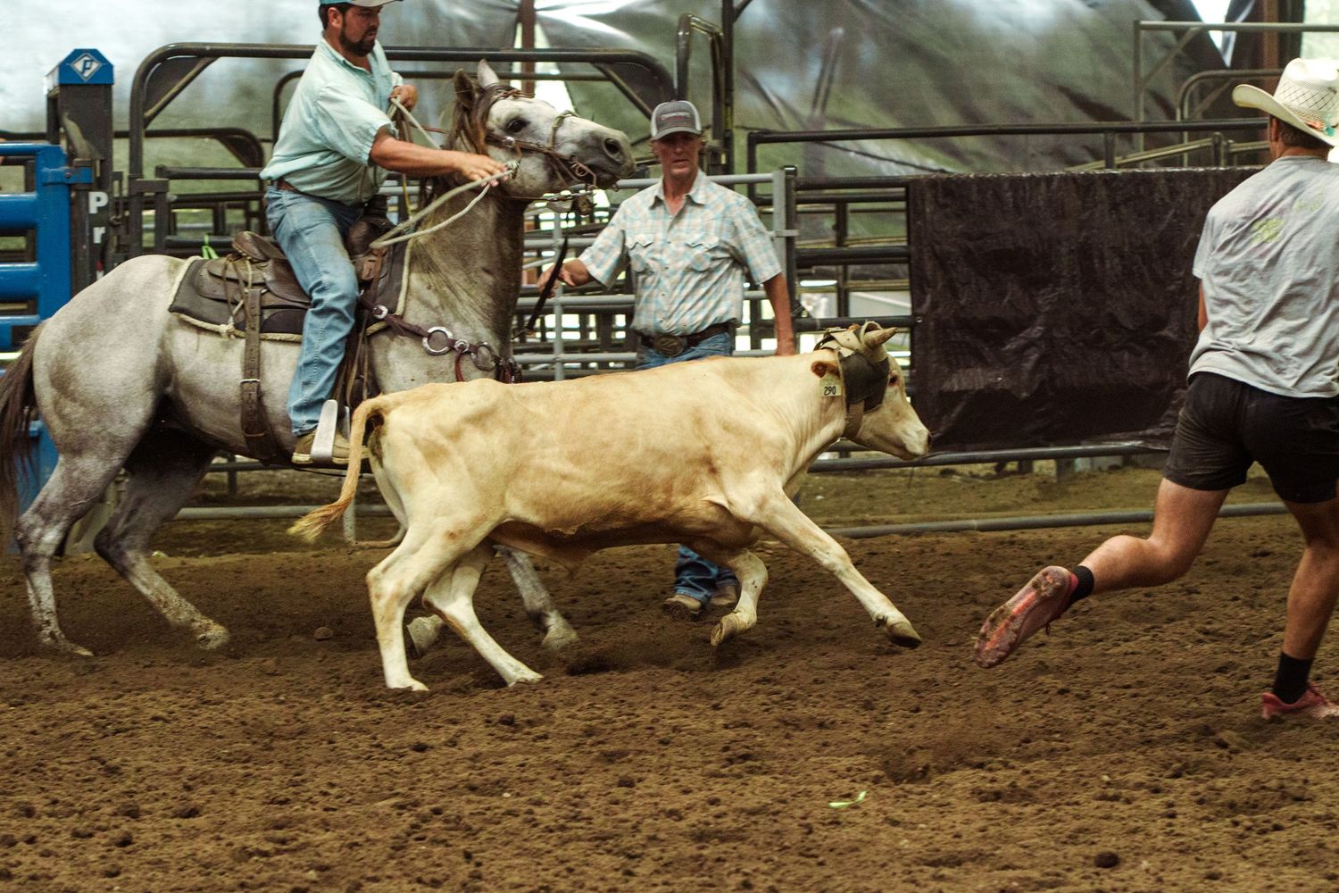 Cowboys on horseback chase a white calf during a rodeo roping event in a dirt arena.