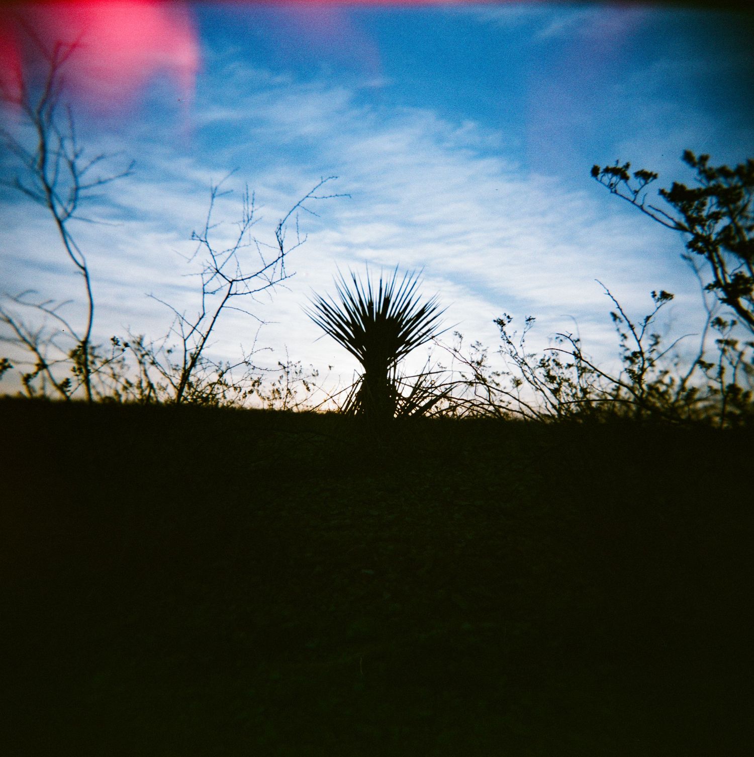 Silhouette of a yucca plant against a dramatic blue and red sunset sky in a desert landscape.