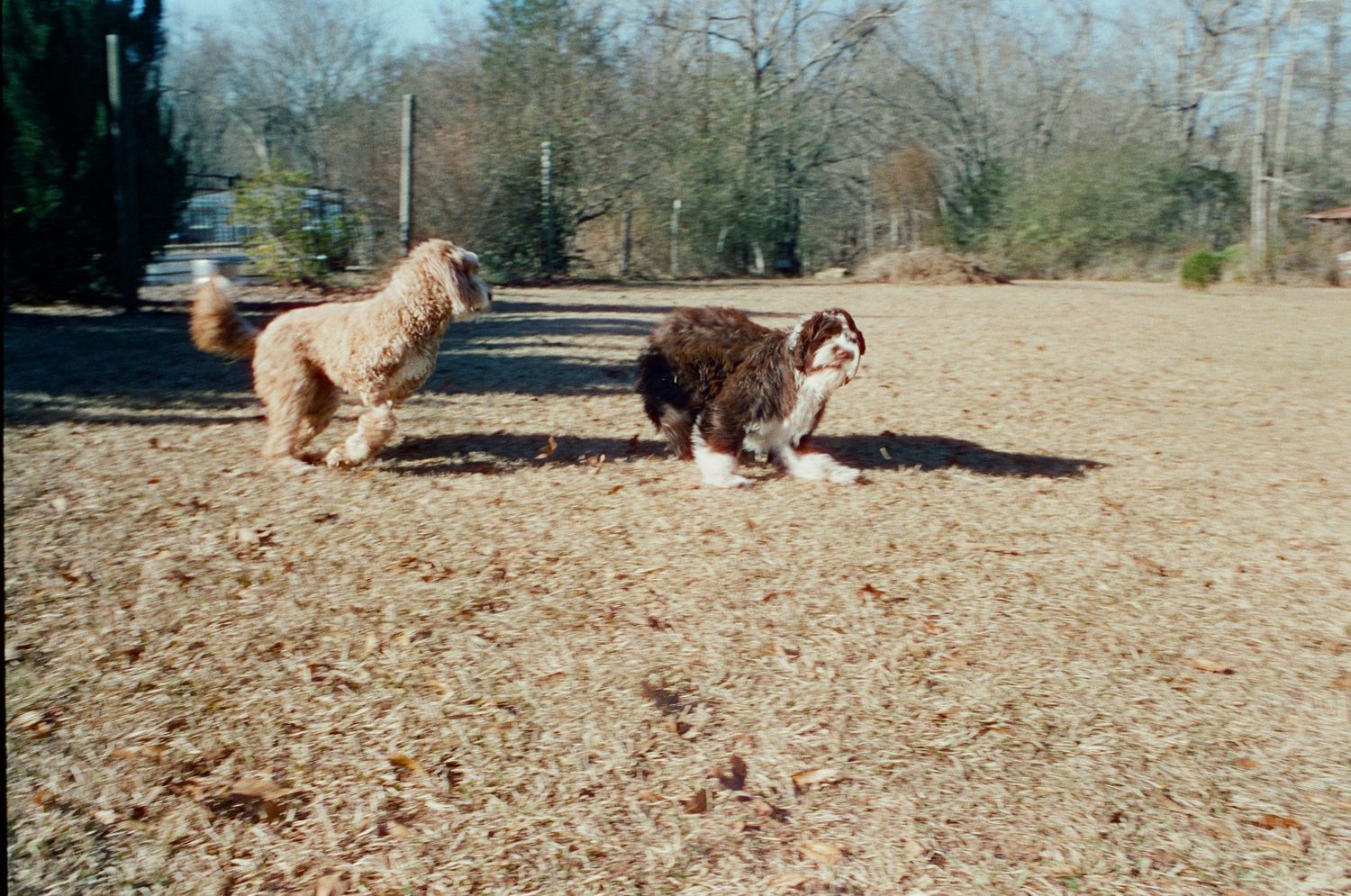 Two fluffy dogs playing together on a dry leaf-covered outdoor ground.