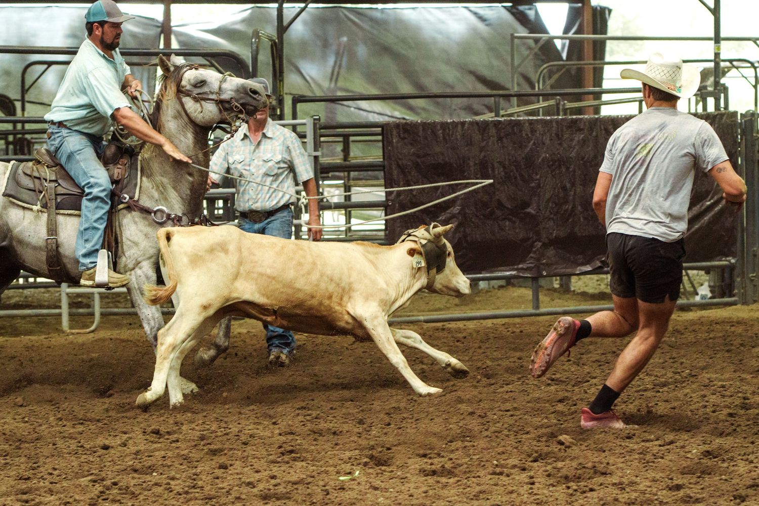 Cowboys at a rodeo arena chase a white calf during a calf roping competition on a dirt track.
