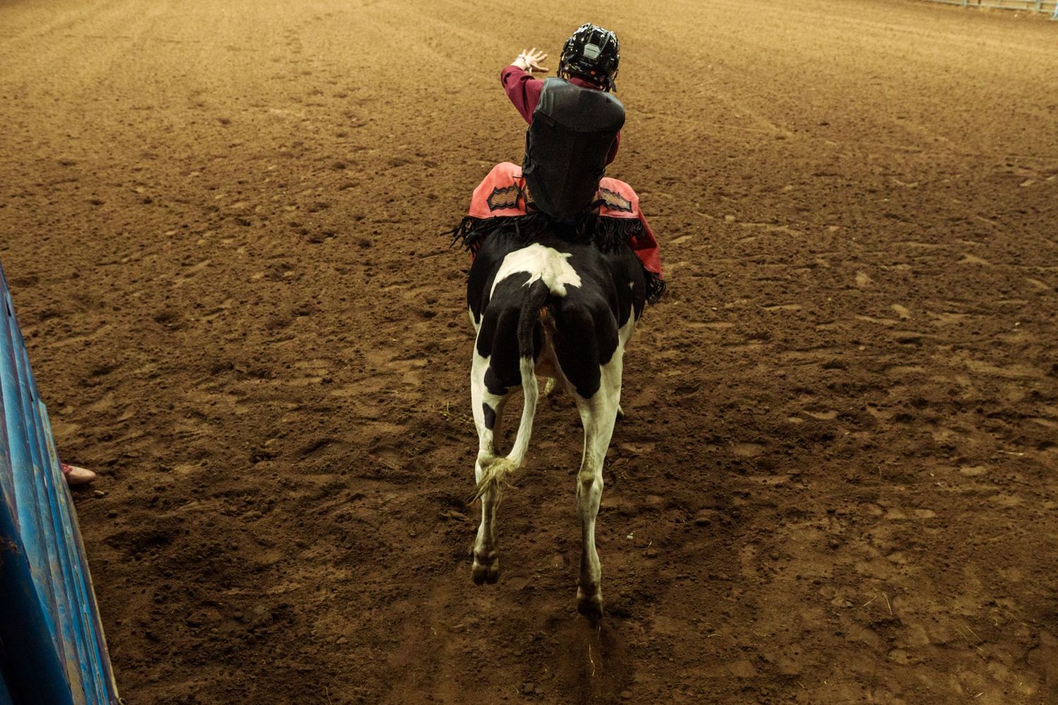Child rider in helmet and red vest rides a black and white calf in a dirt arena rodeo event.