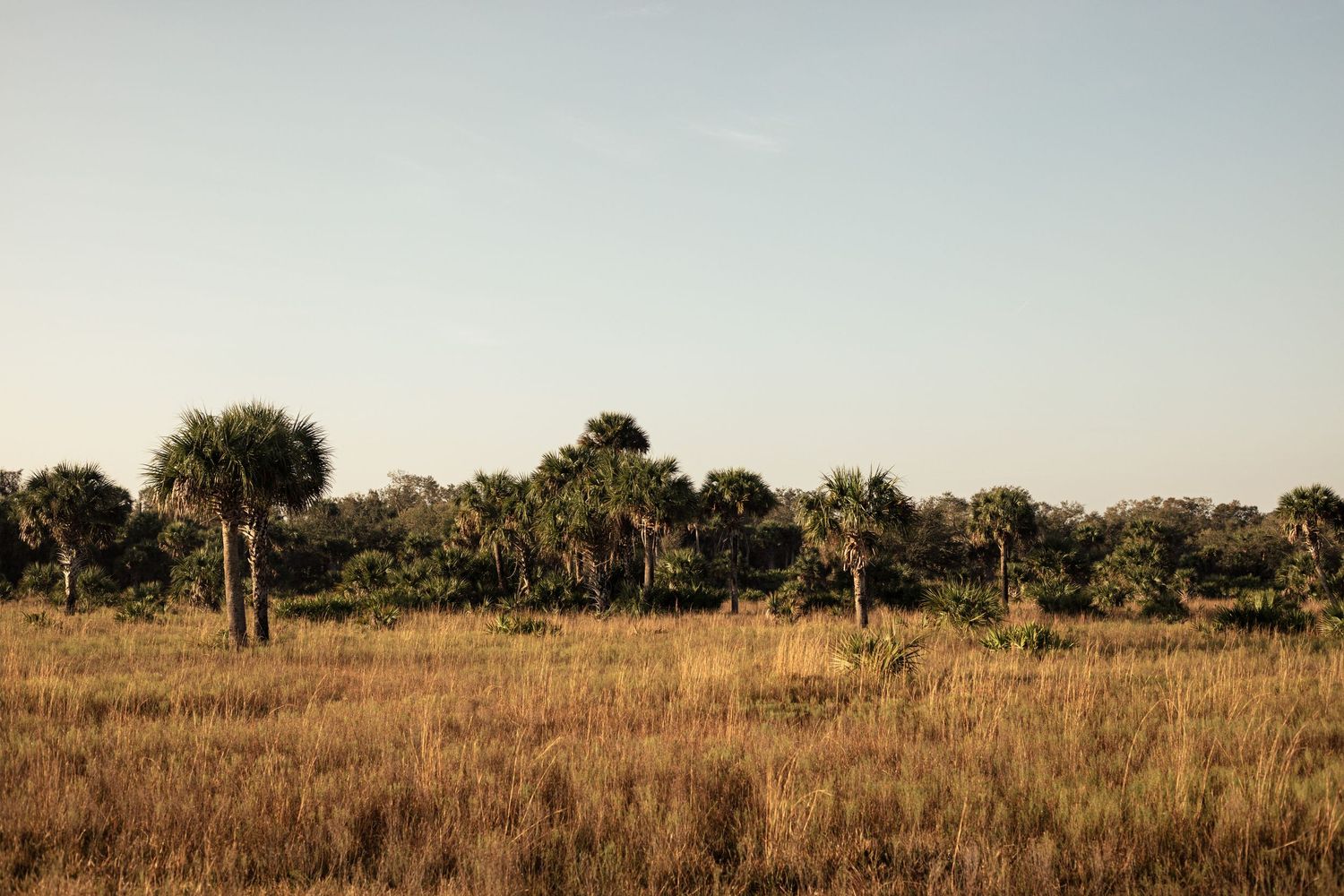Golden savanna grassland with palm trees under a clear sky at dusk.
