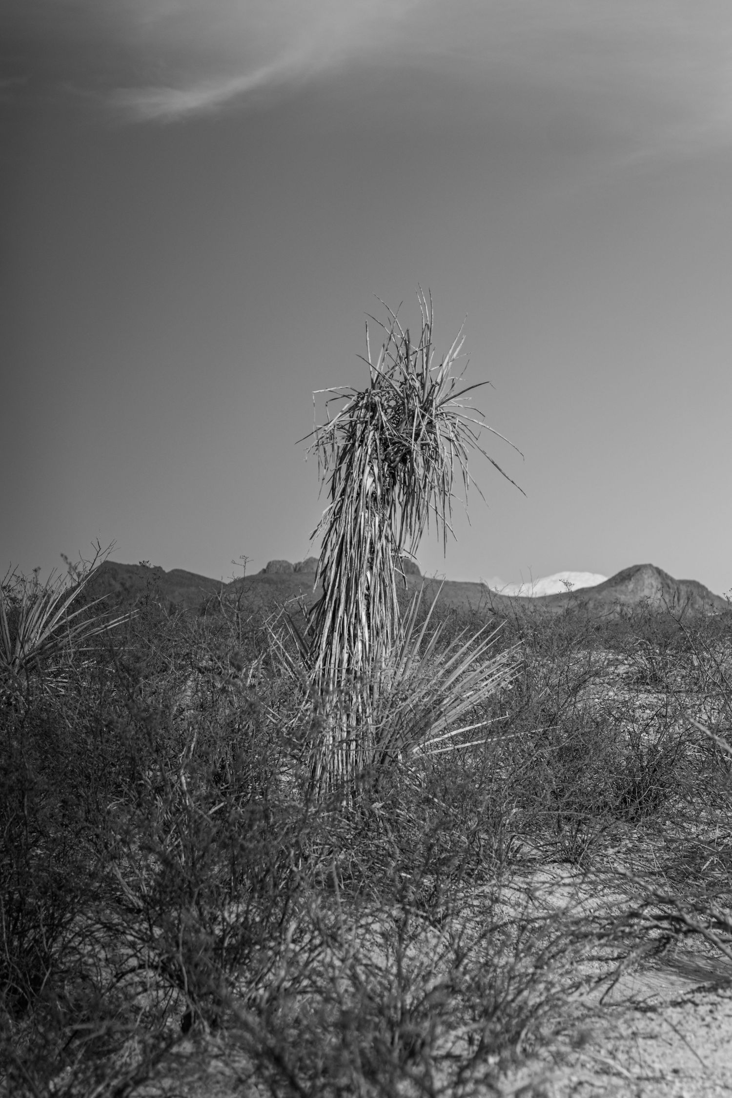 Black and white desert landscape with tall yucca plant, sparse shrubs, and mountain range under a clear sky.