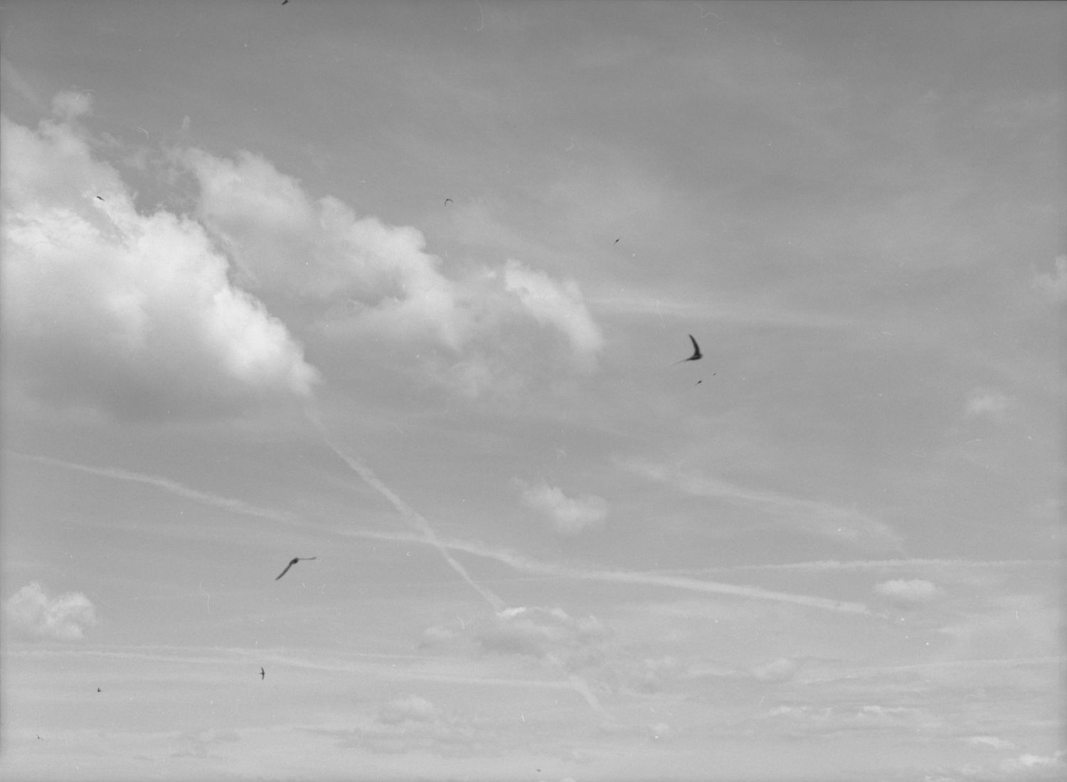 Black and white photo of cloudy sky with contrails and two birds in flight.