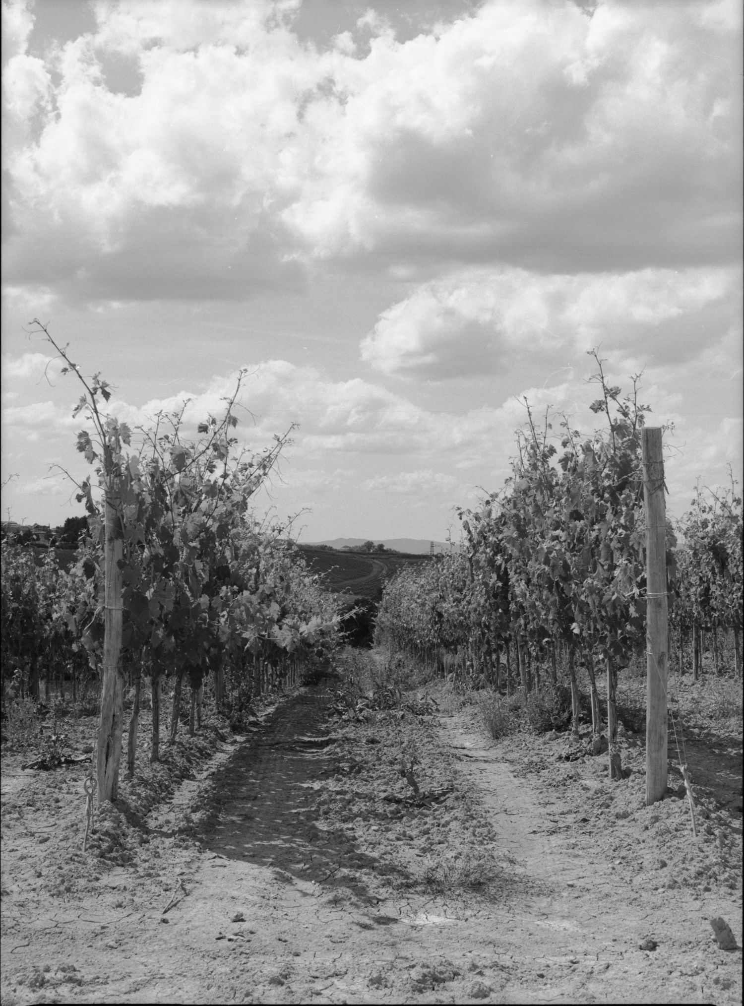 Black and white photo of a rustic vineyard path lined with grapevines under a cloudy sky.