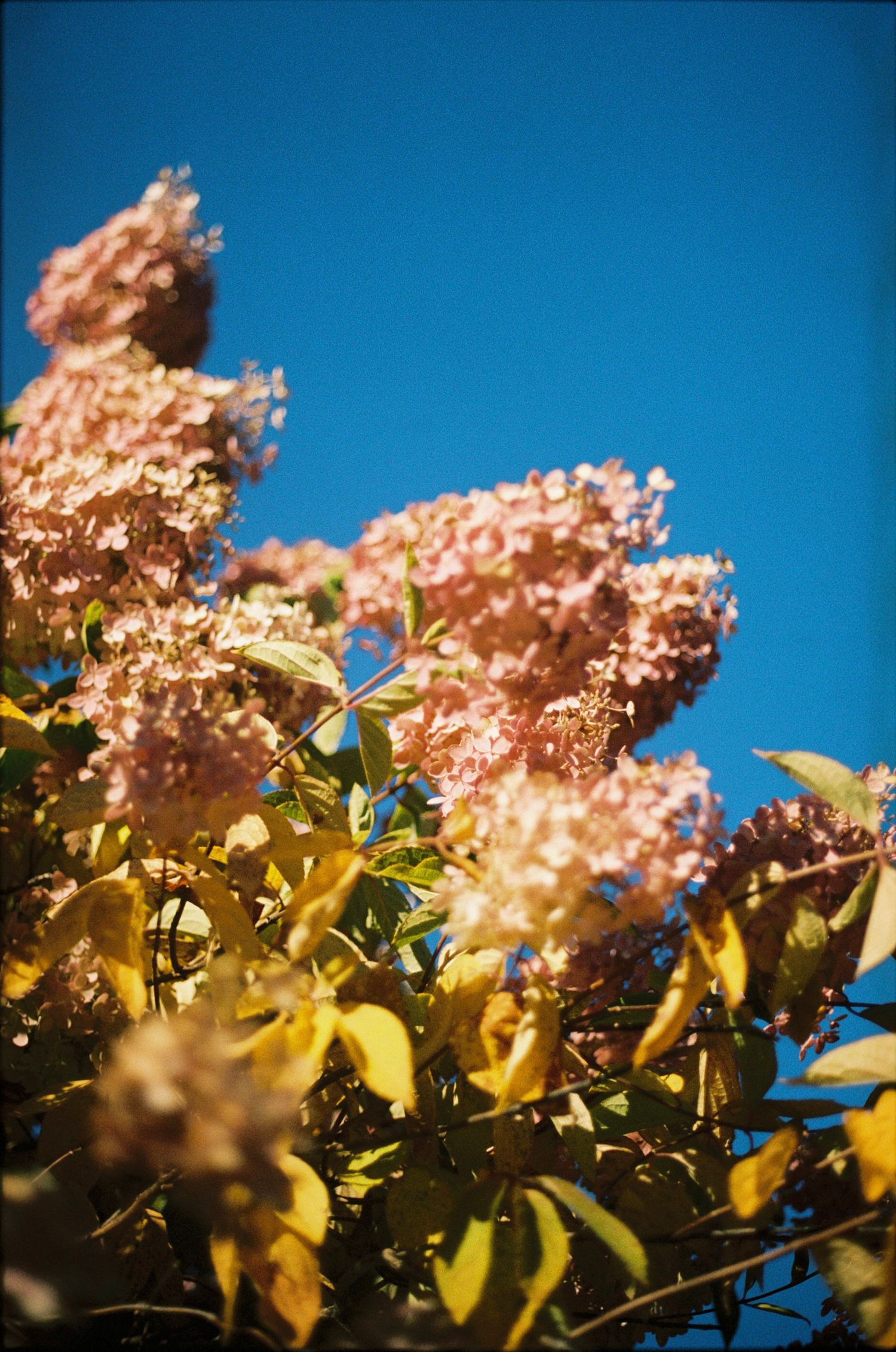 Pink hydrangea blooms with yellow-green leaves against a vivid blue sky in warm sunlight.