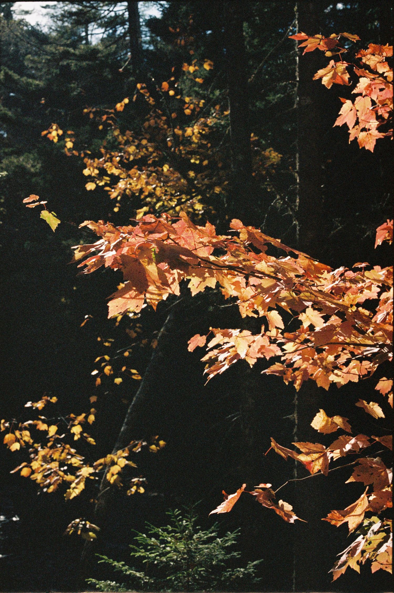 Autumn maple leaves in shades of orange and gold glow in sunlight against a dark forest background.