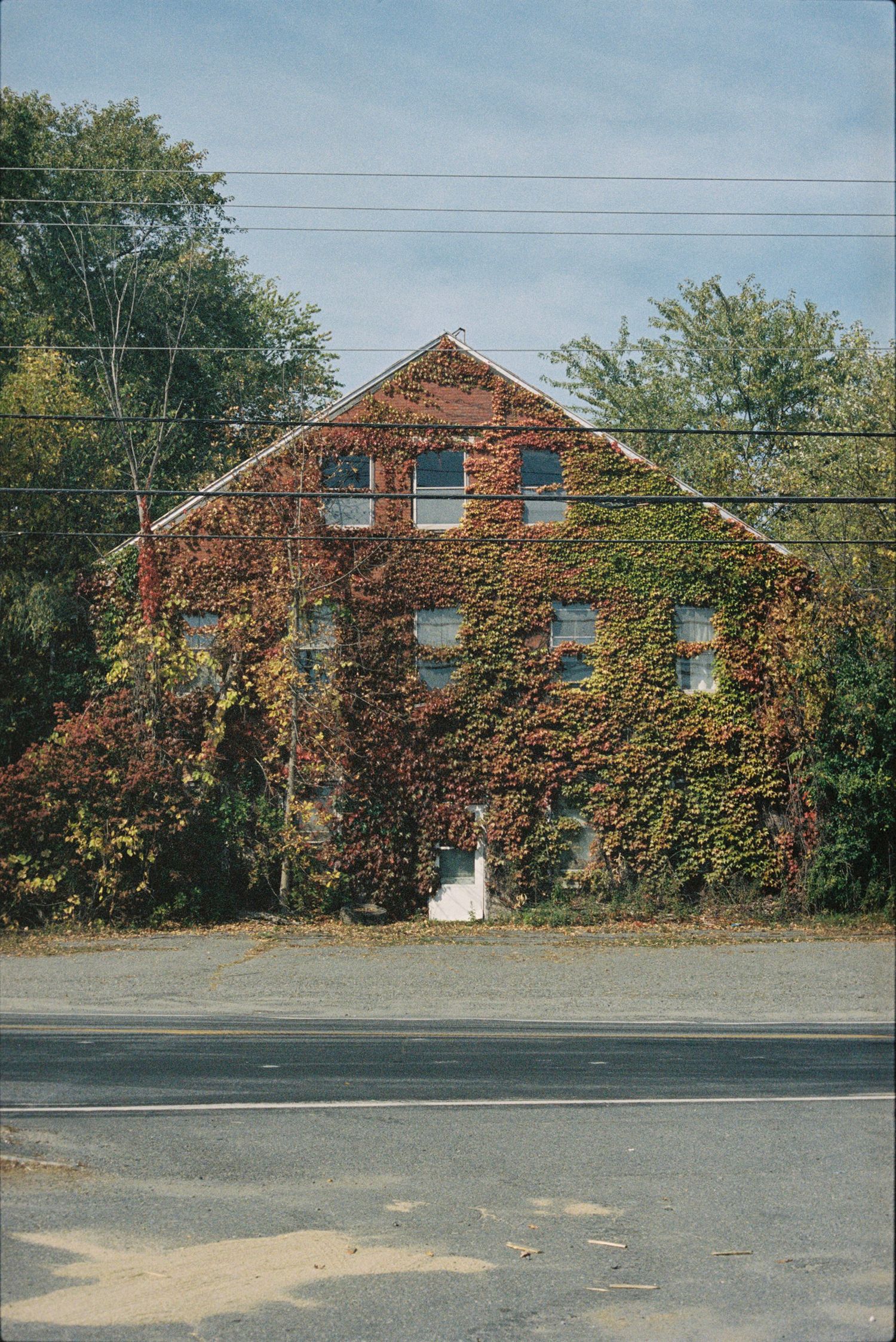 Ivy-covered brick building with red autumn foliage, surrounded by trees, viewed from across a quiet road.