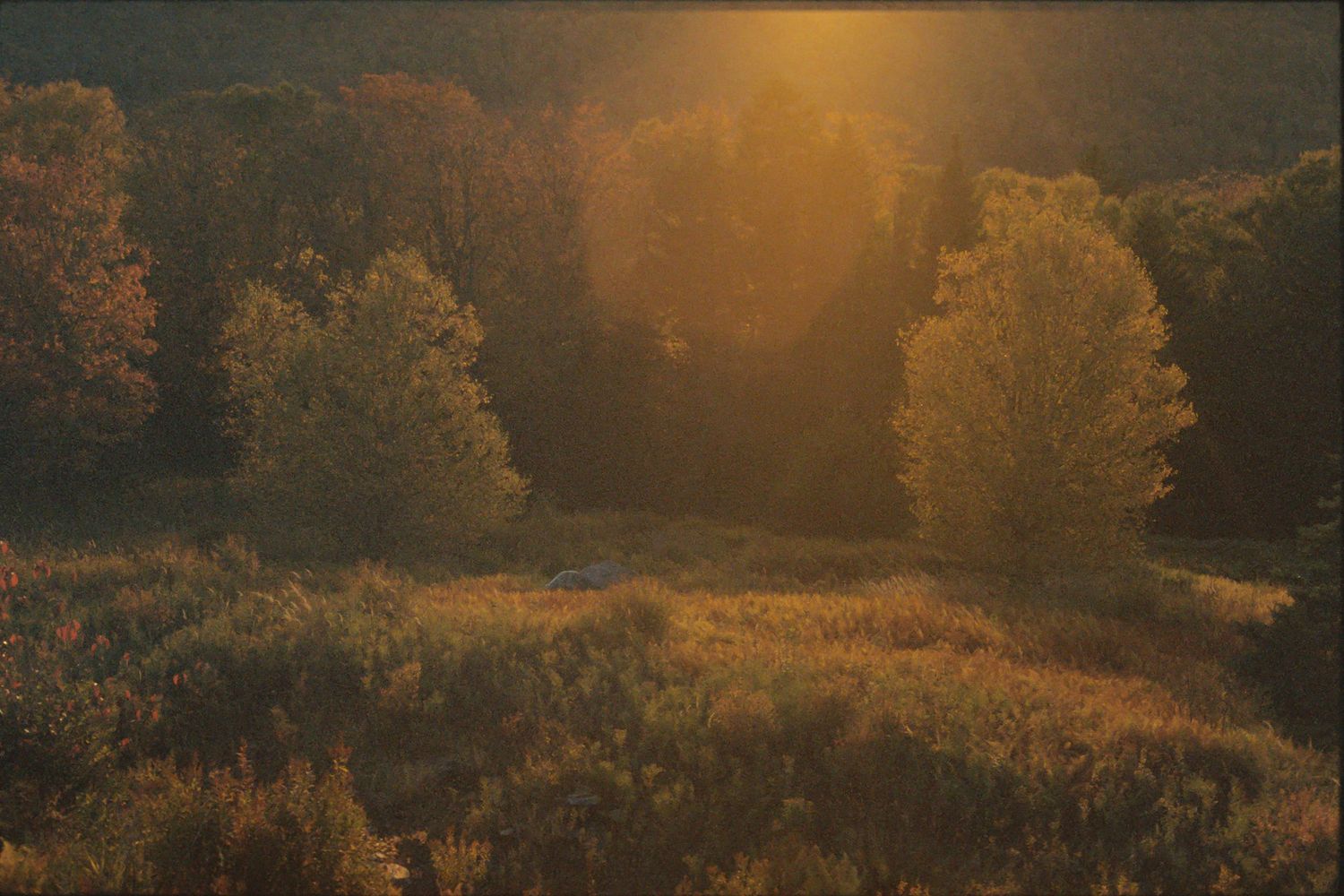 Golden autumn forest glowing in warm sunset light with colorful foliage and misty meadow in fall season.