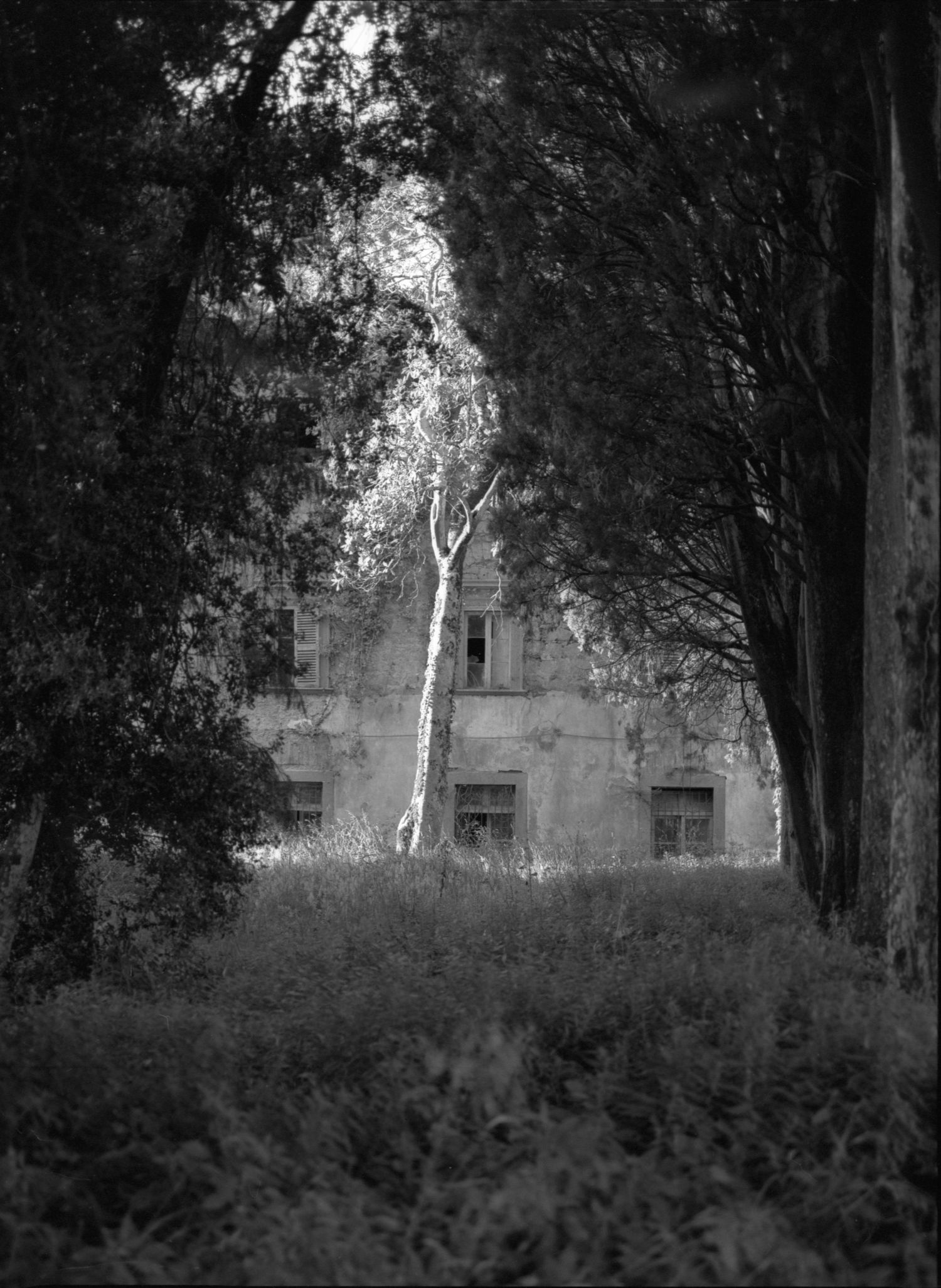 Black and white photo of an abandoned building partially hidden by dense trees and overgrown ferns in a haunting landscape.