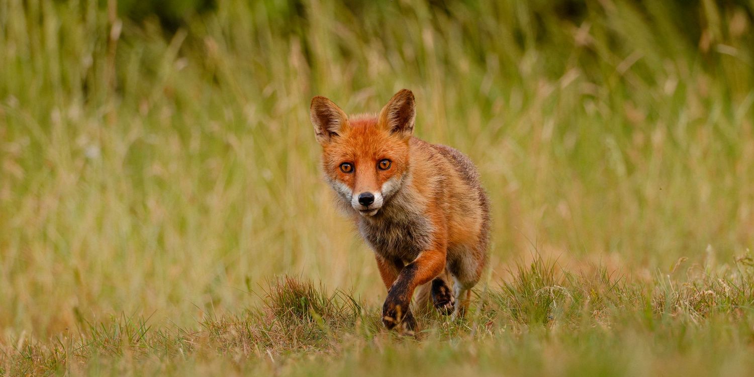 Red fox emerging from long grass during an evening spent waiting and photographing wildlife from a hide.